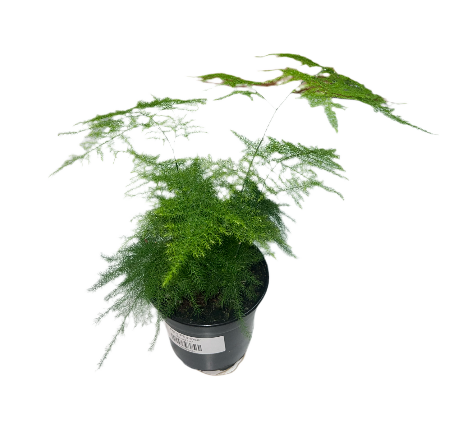 Fern 'Plumosa'