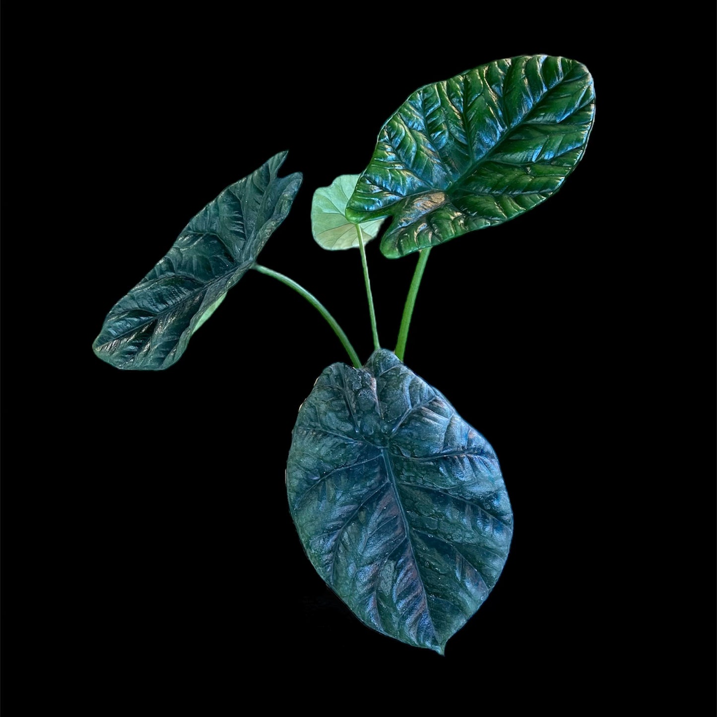 Alocasia ‘Quilted Dreams’ 4