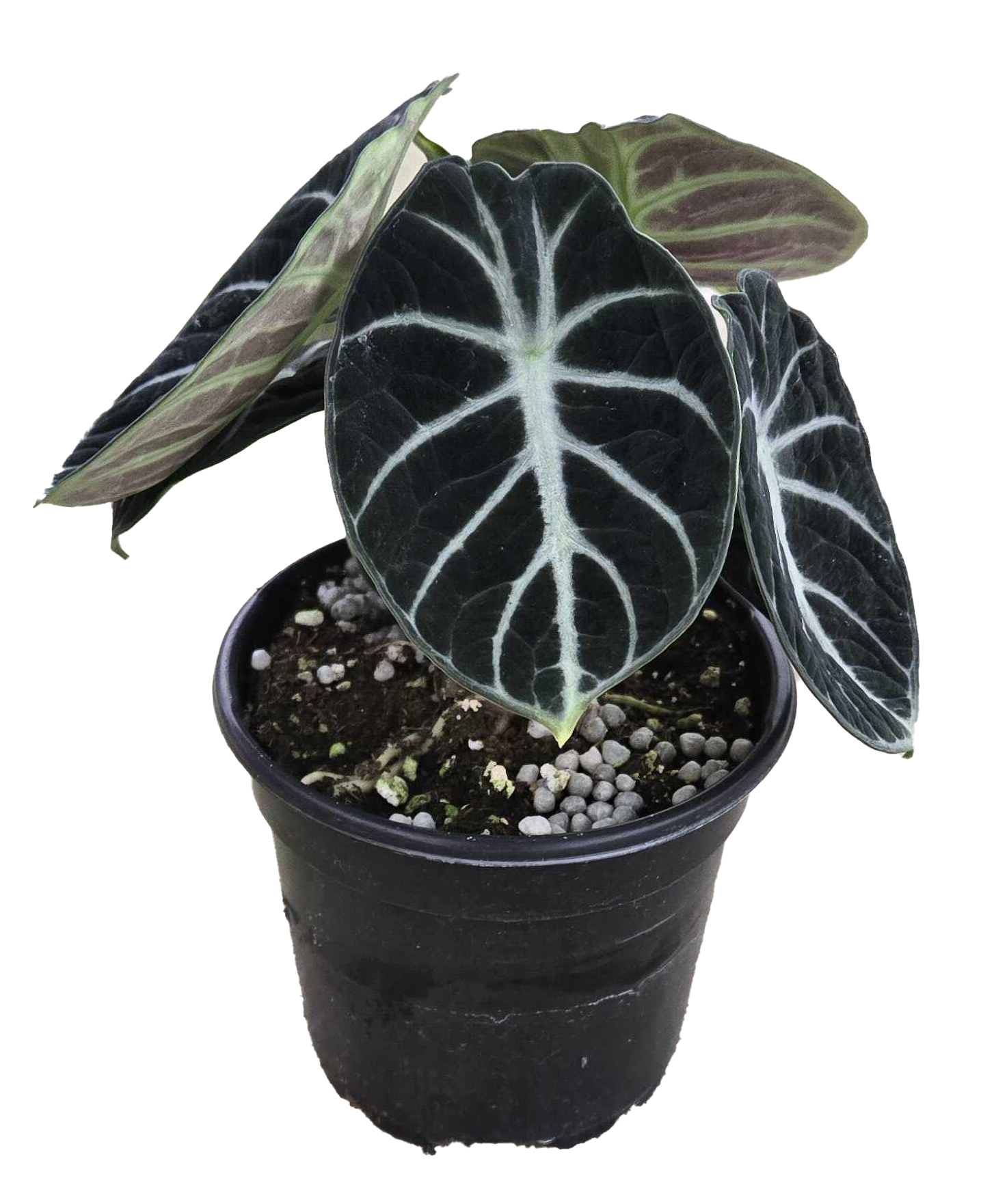 Alocasia ‘Ninja’ 4”
