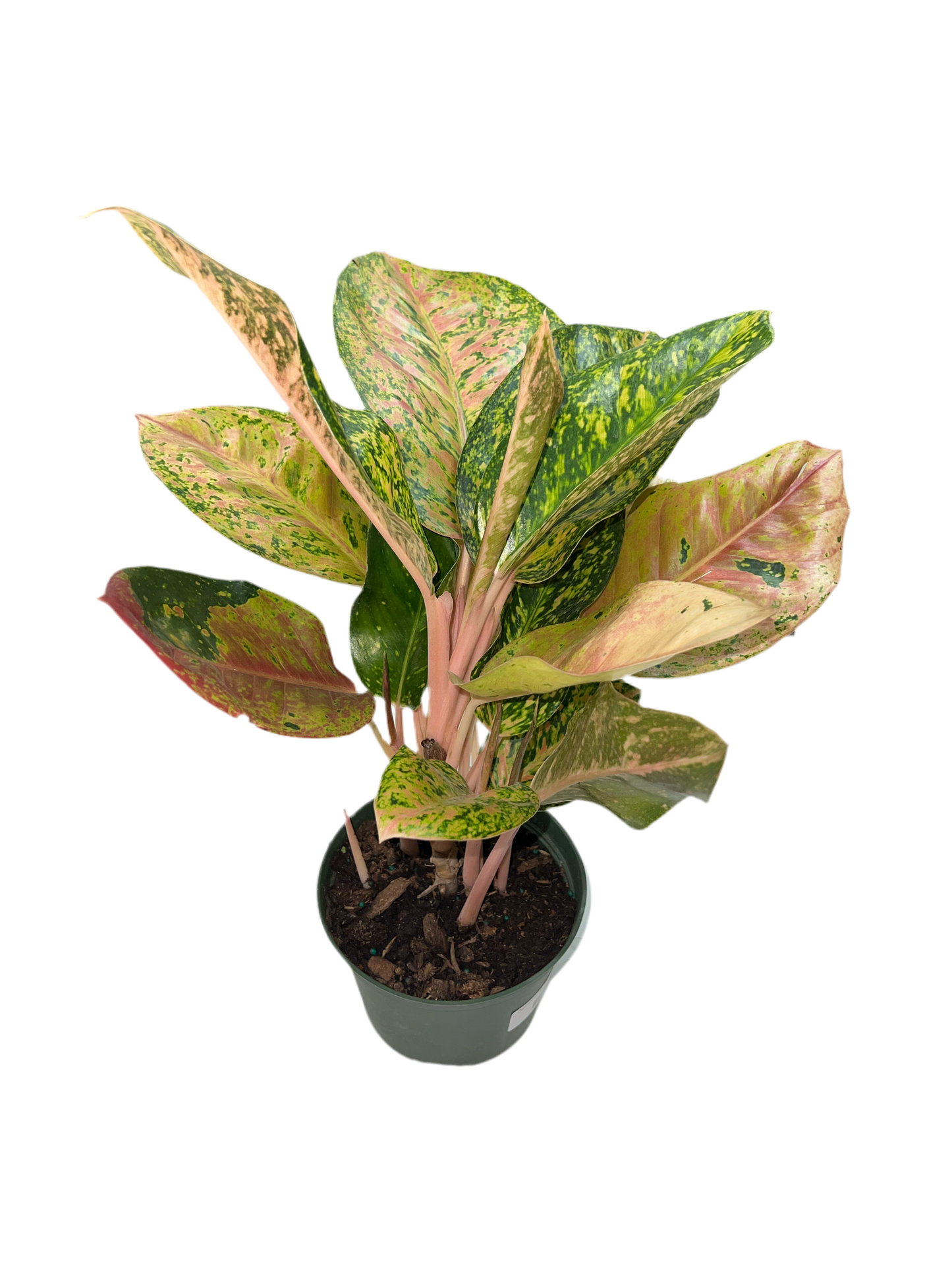 Aglaonema 'Dizzy Diamond' 6"