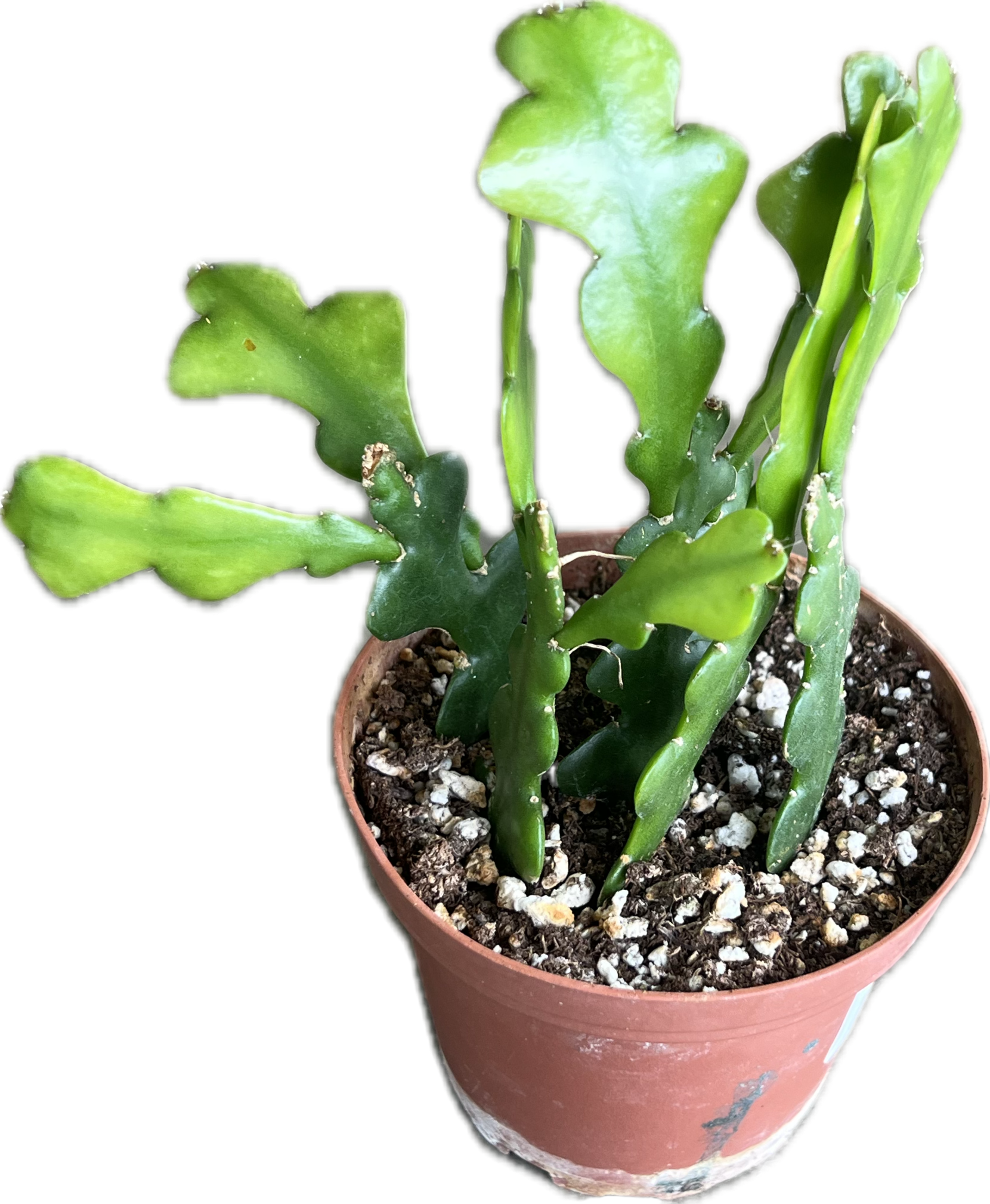 zig zag house plant Cactus 'Zig Zag' 4"