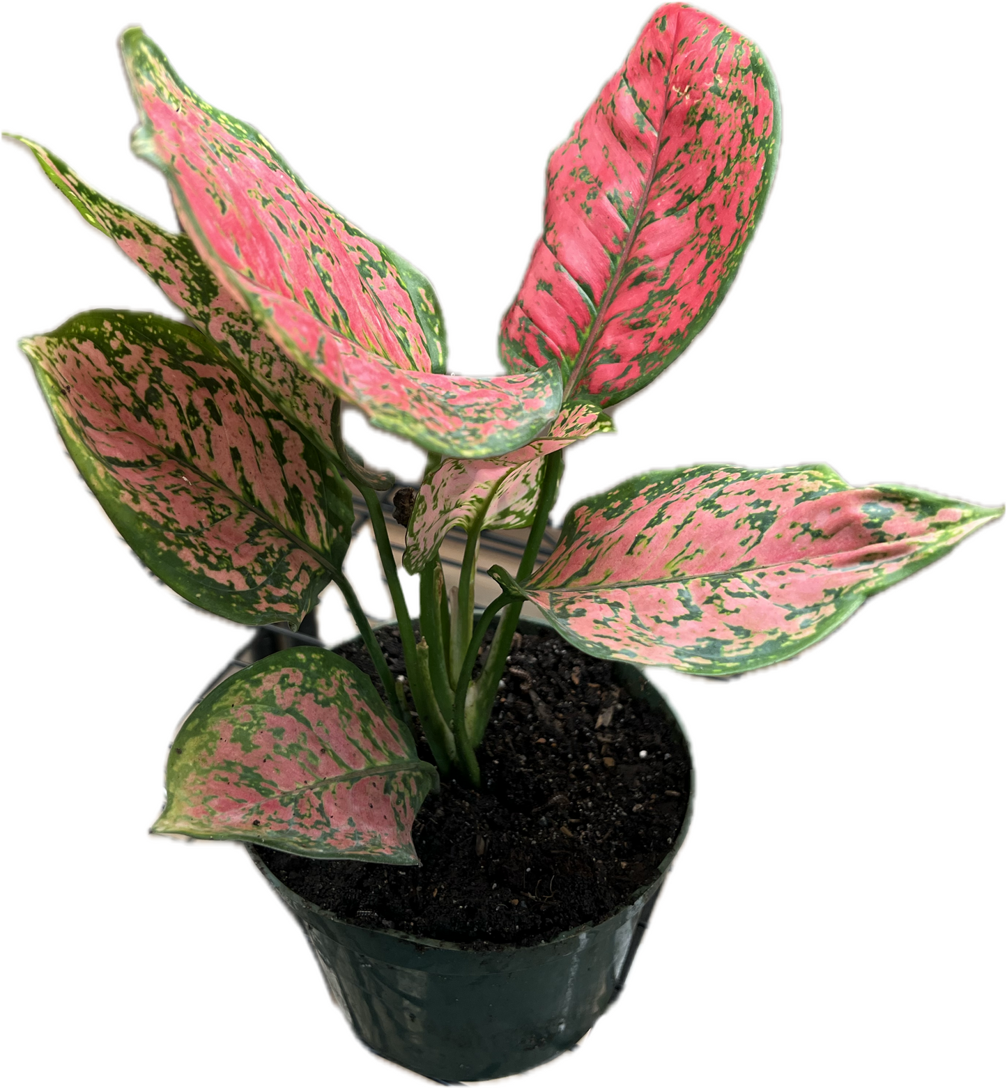 Aglaonema ‘Ruby Ray’