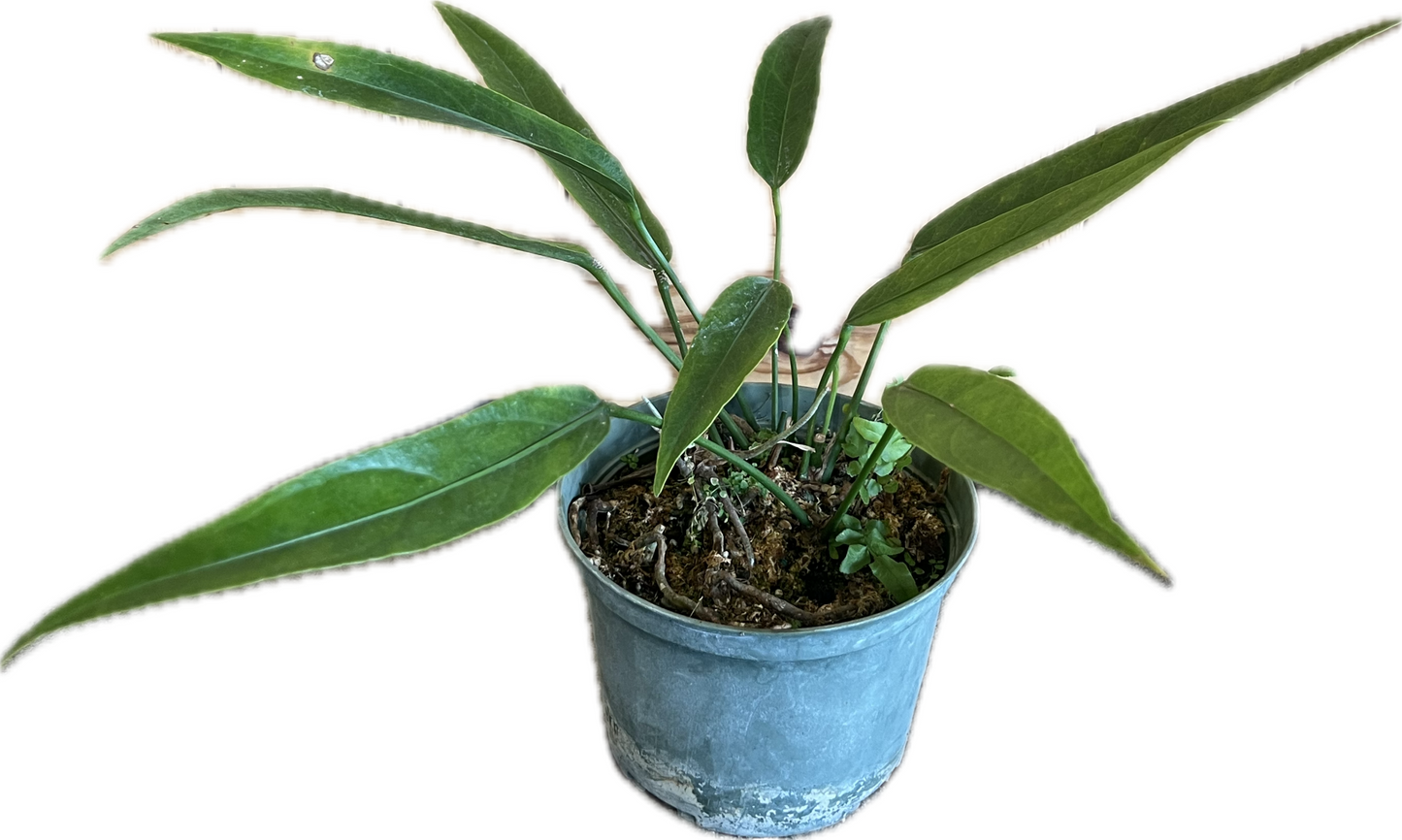 Anthurium 'Crenatum'