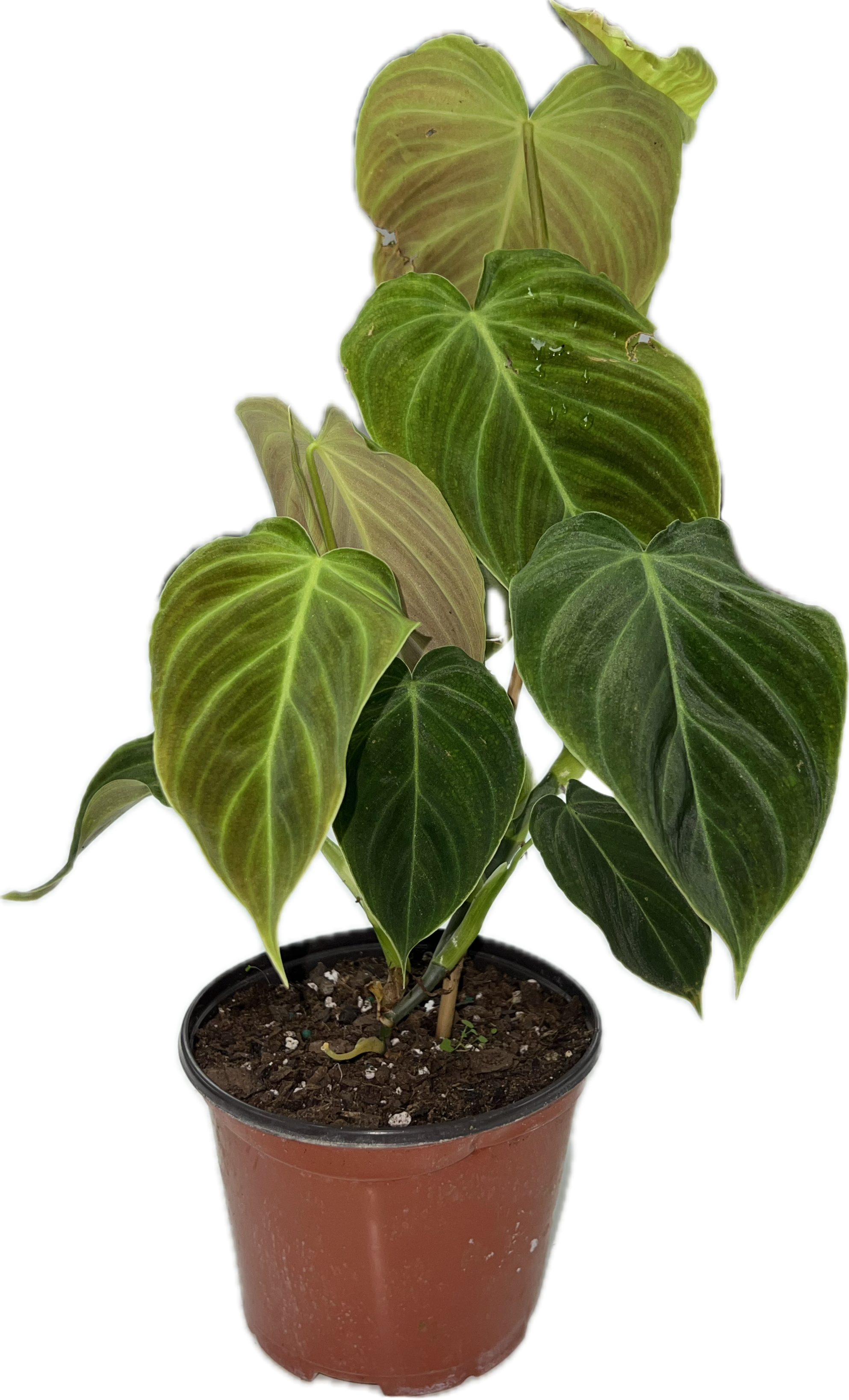 philodendron splendid for sale Philodendron 'Splendid' 6” – The Plant Room
