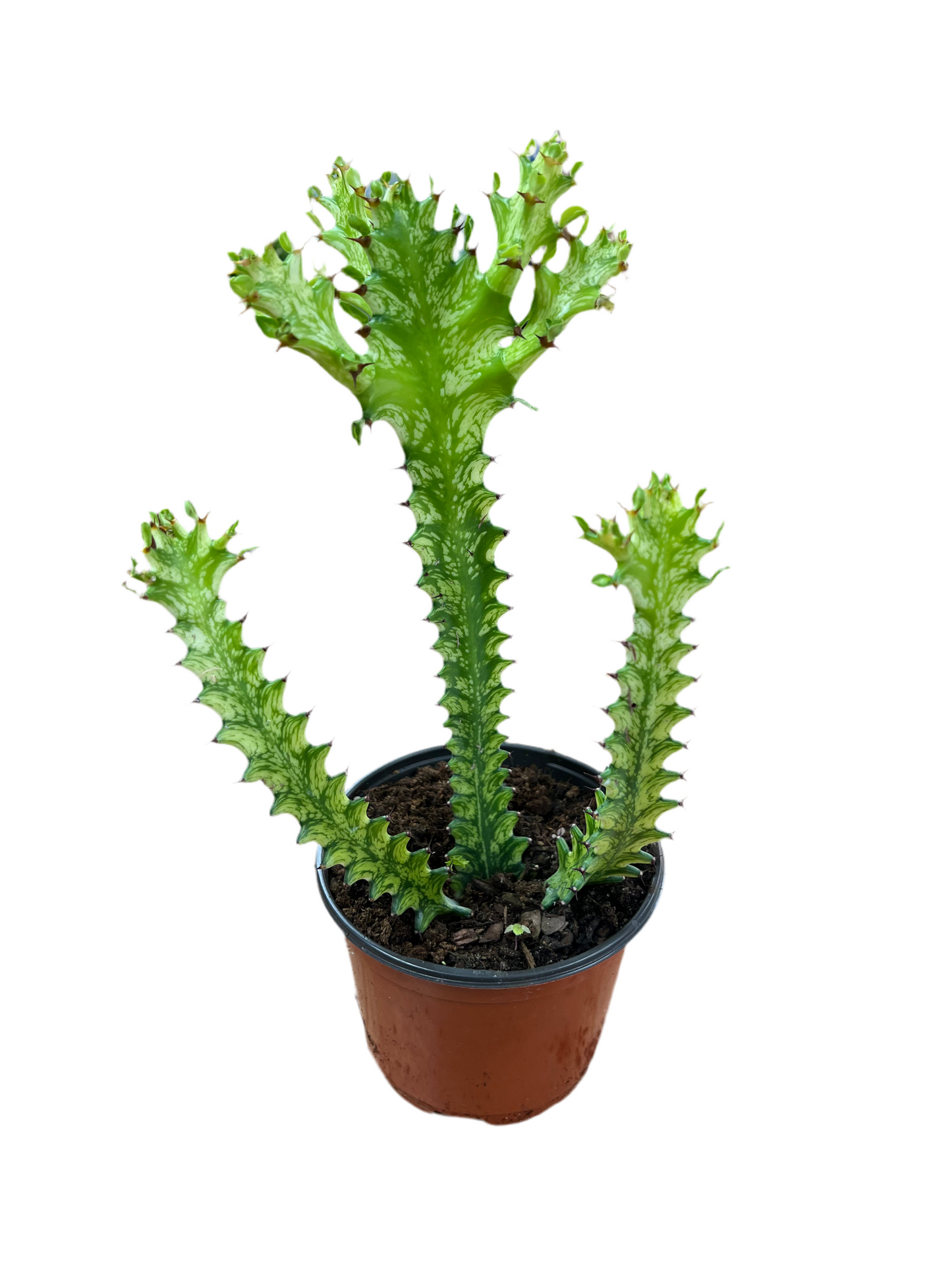Euphorbia 'Trigona Mint Cream' 6"