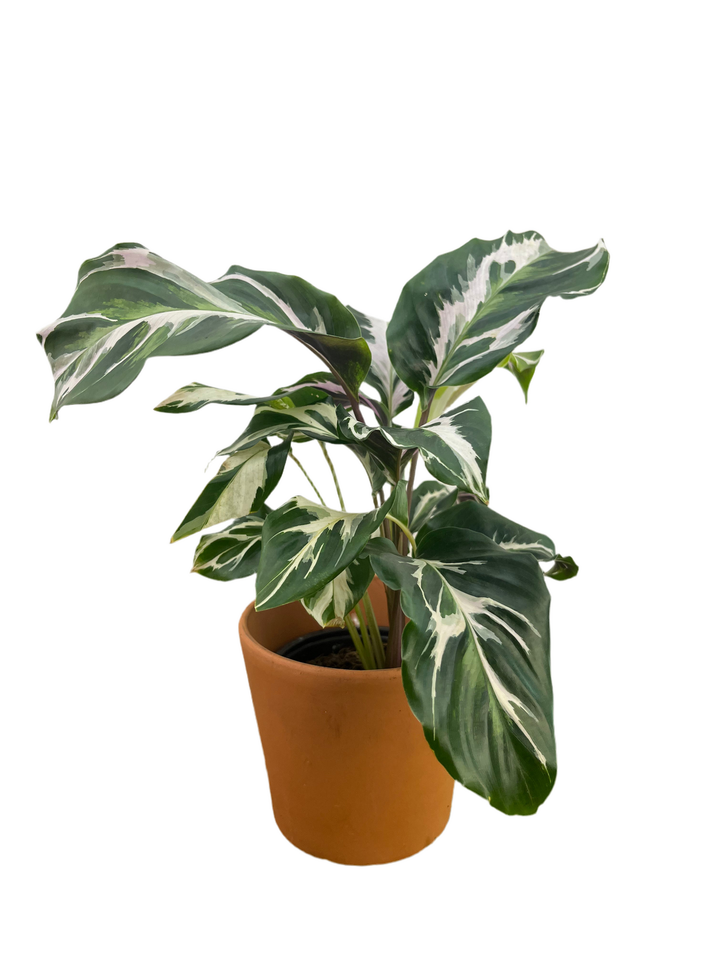 Calathea 'White Fusion' 4"