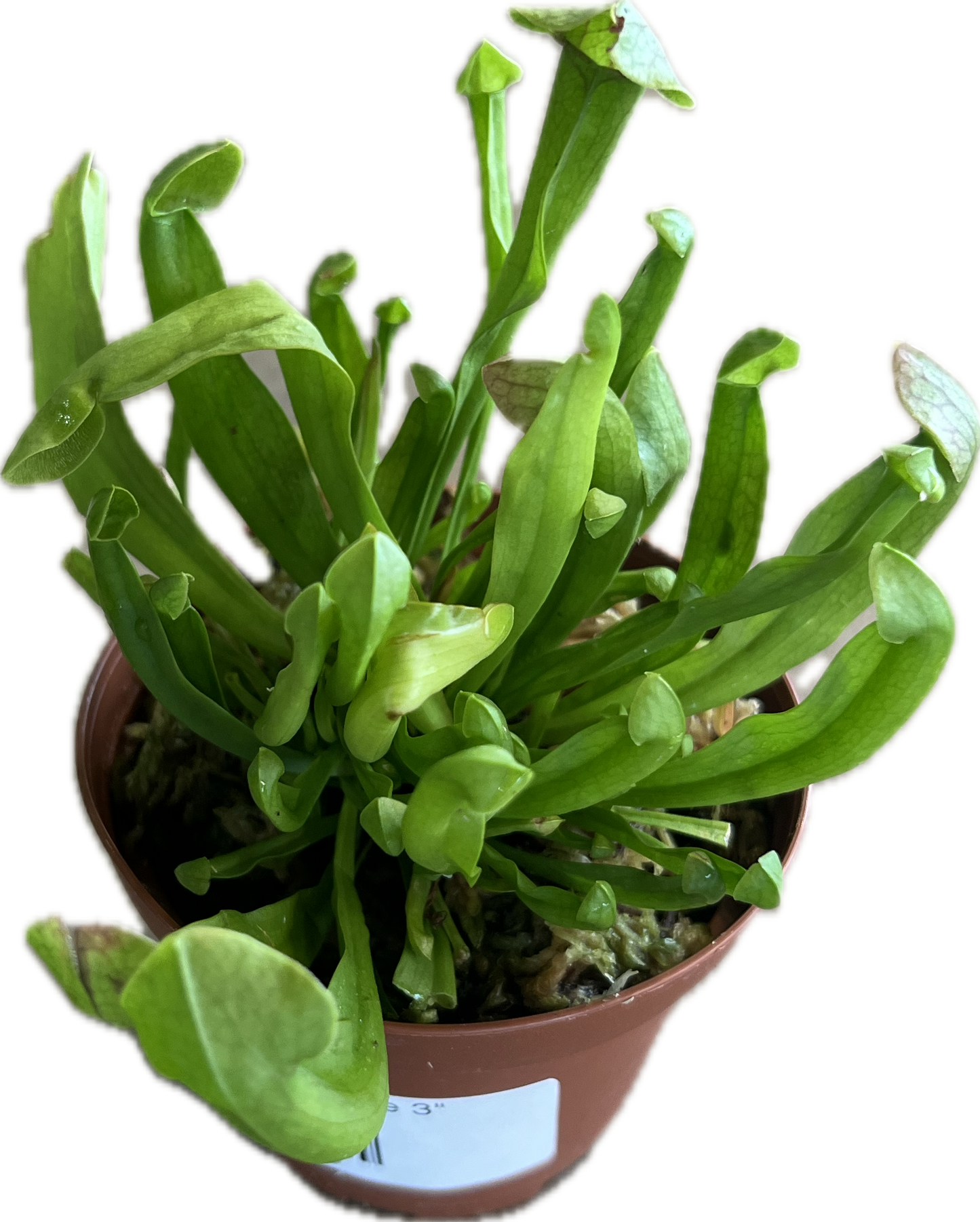 Sarracenia 3"