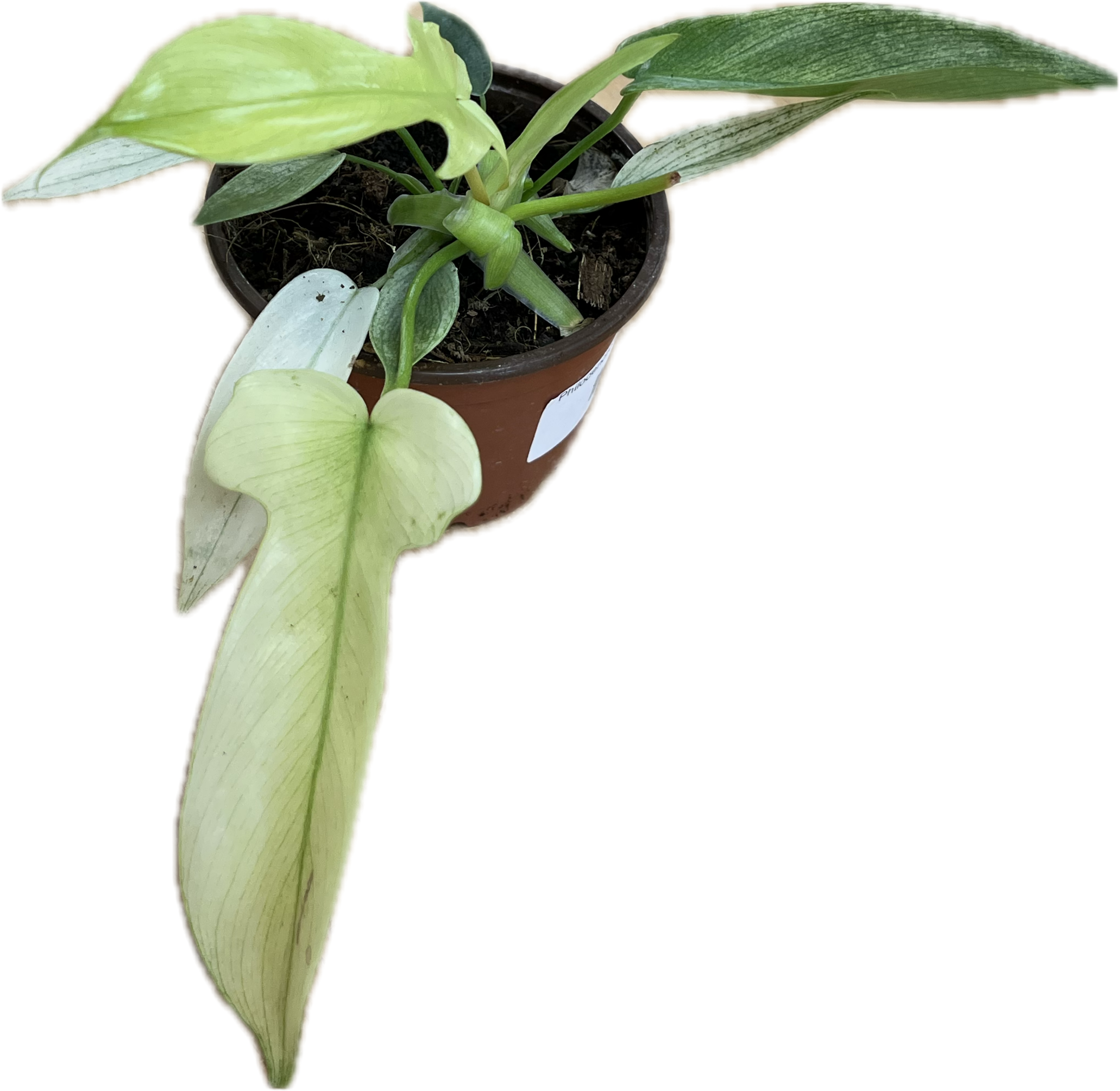 florida ghost mint philodendron Philodendron 'Florida Ghost Mint' 4" – The Plant Room
