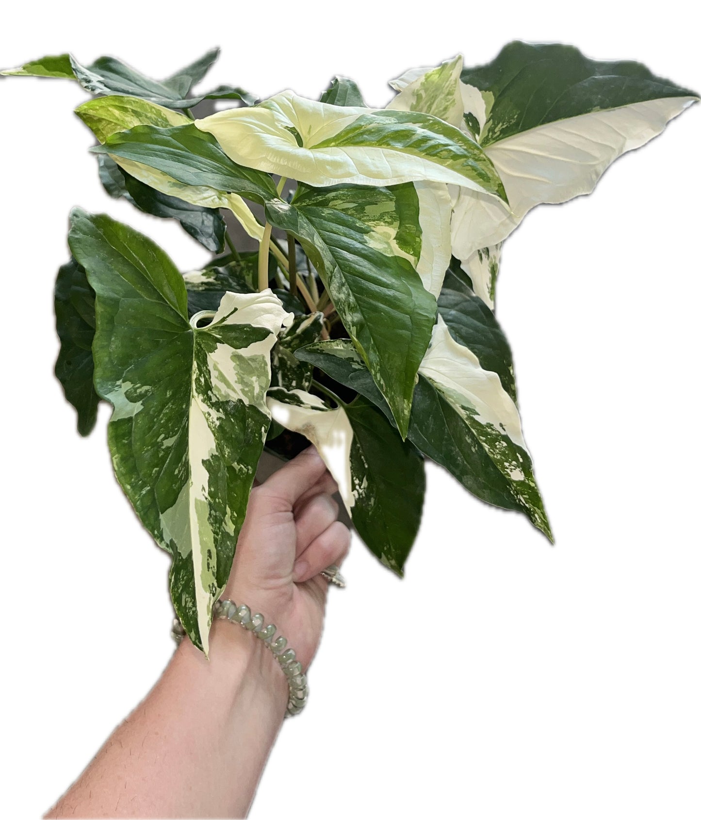 Syngonium ‘Albo’