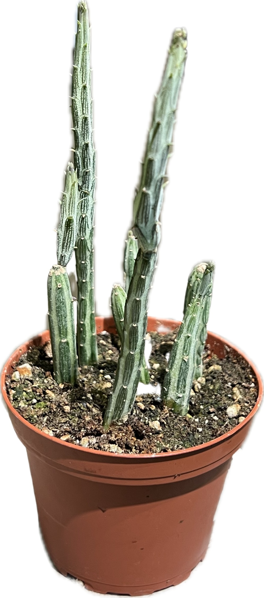 Senecio Stapeliiformis 'Pickle Plant' 4"