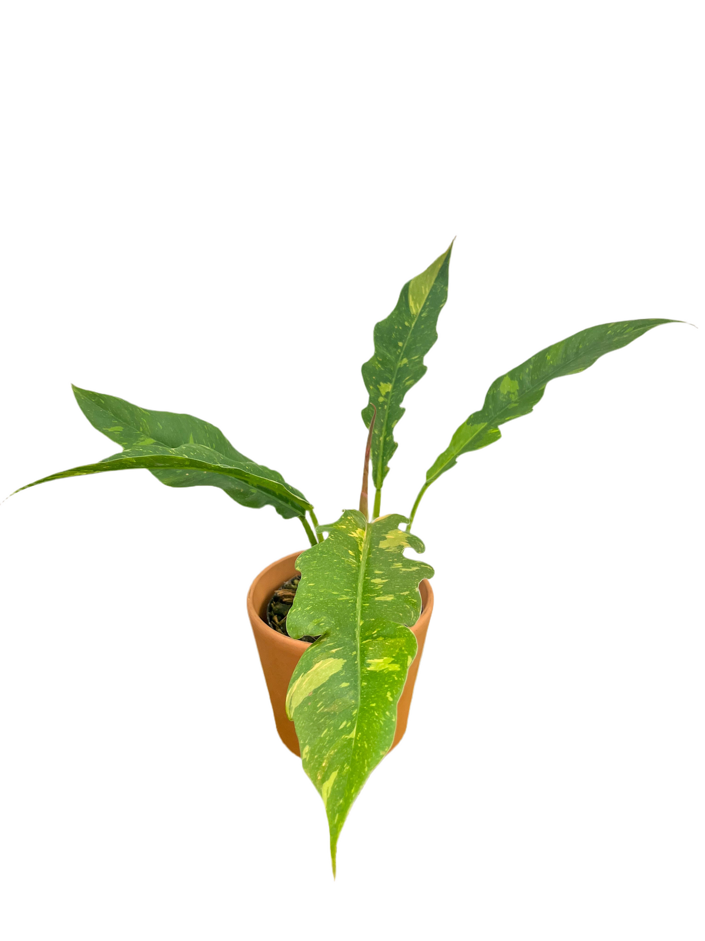 Philodendron 'Ring of Fire'