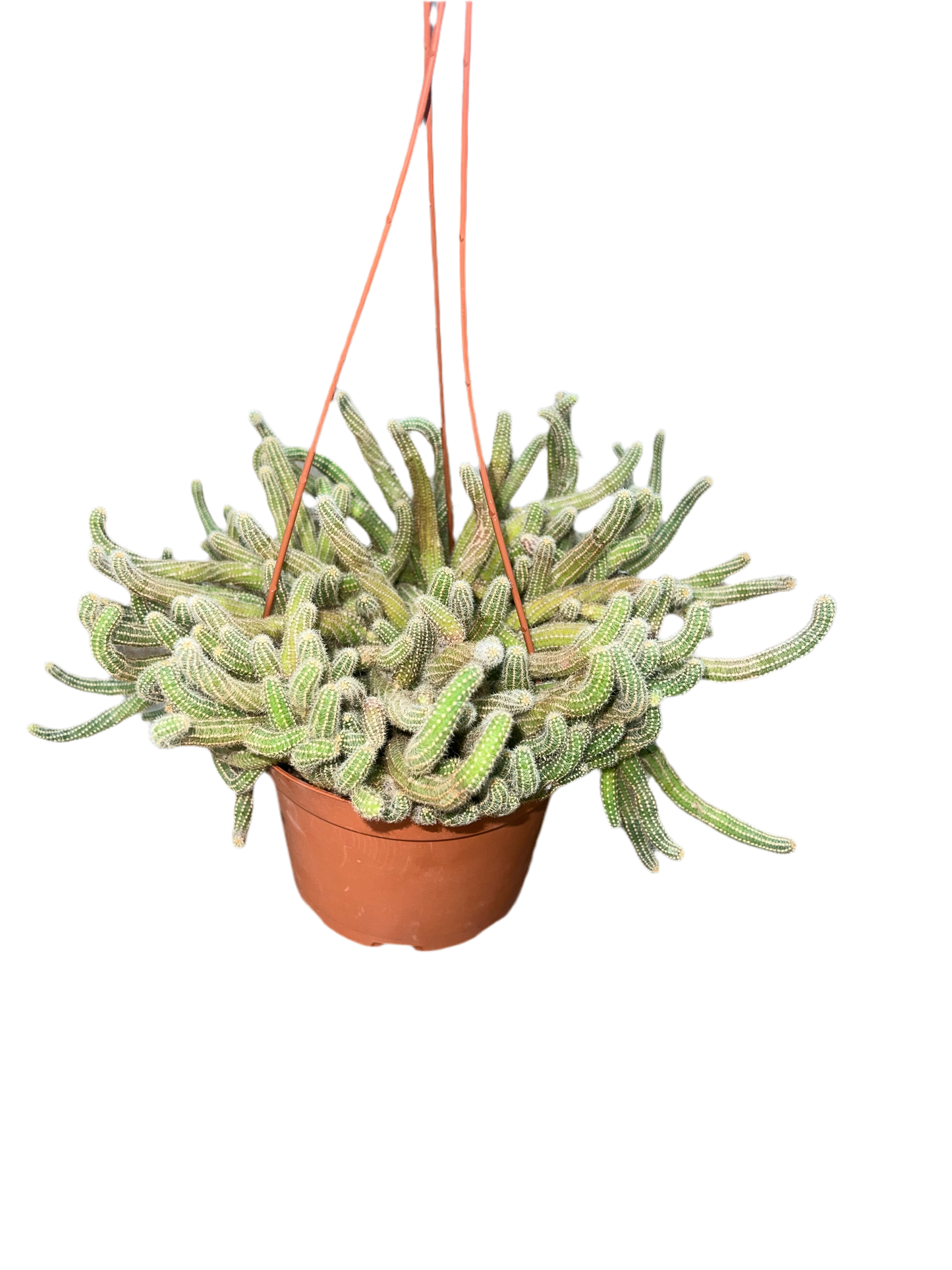Cactus 'Peanut'