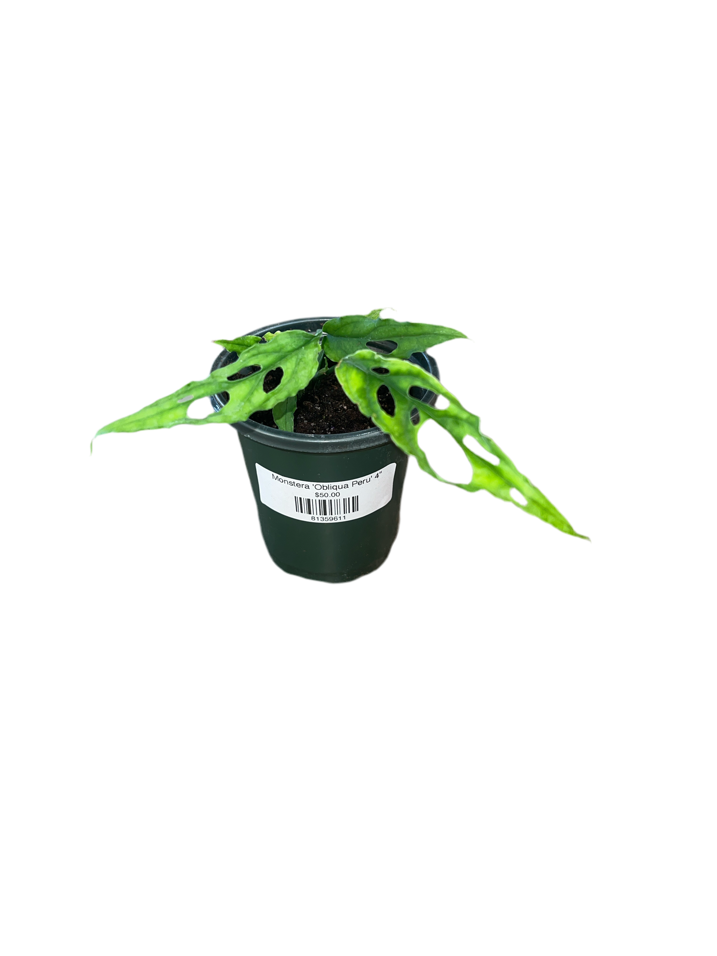 Monstera 'Obliqua Peru' 4"