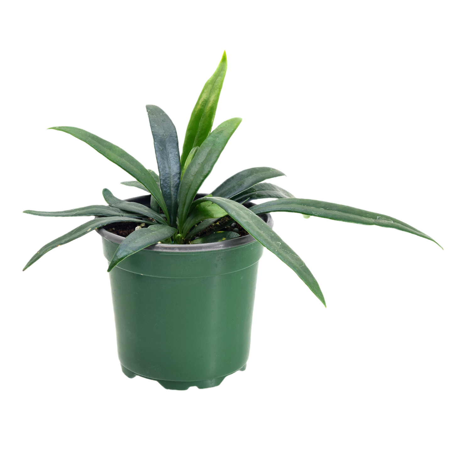 Fern ‘Blue Oil’ 4”
