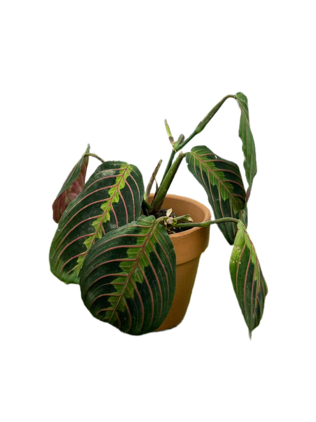 Maranta ‘Red Veined’