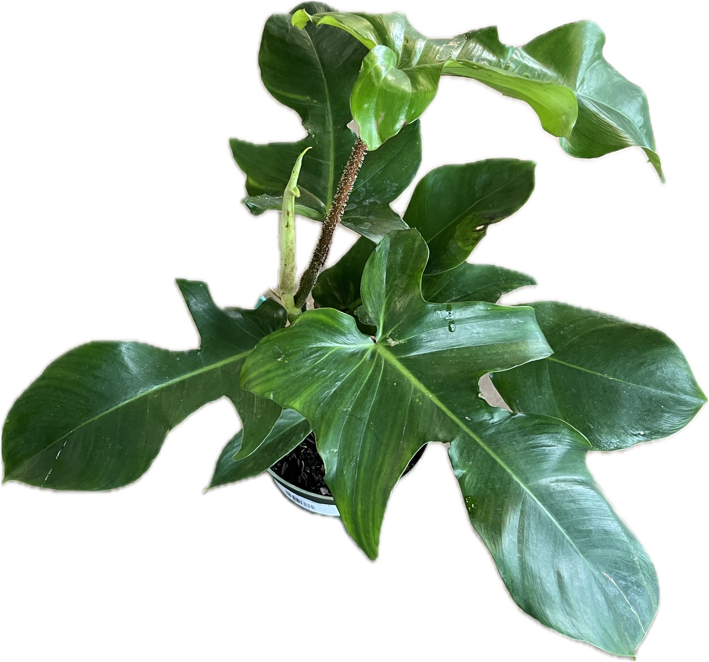 Philodendron 'Squamiferum' 6"