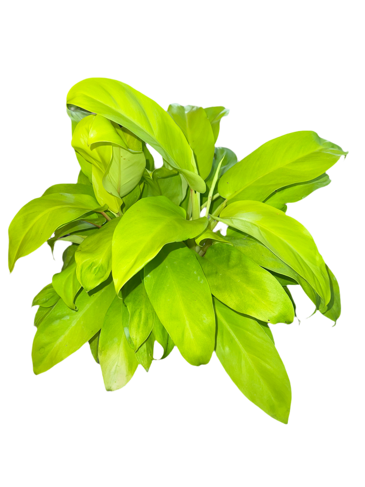 Philodendron ‘Mayala Gold’ 6”