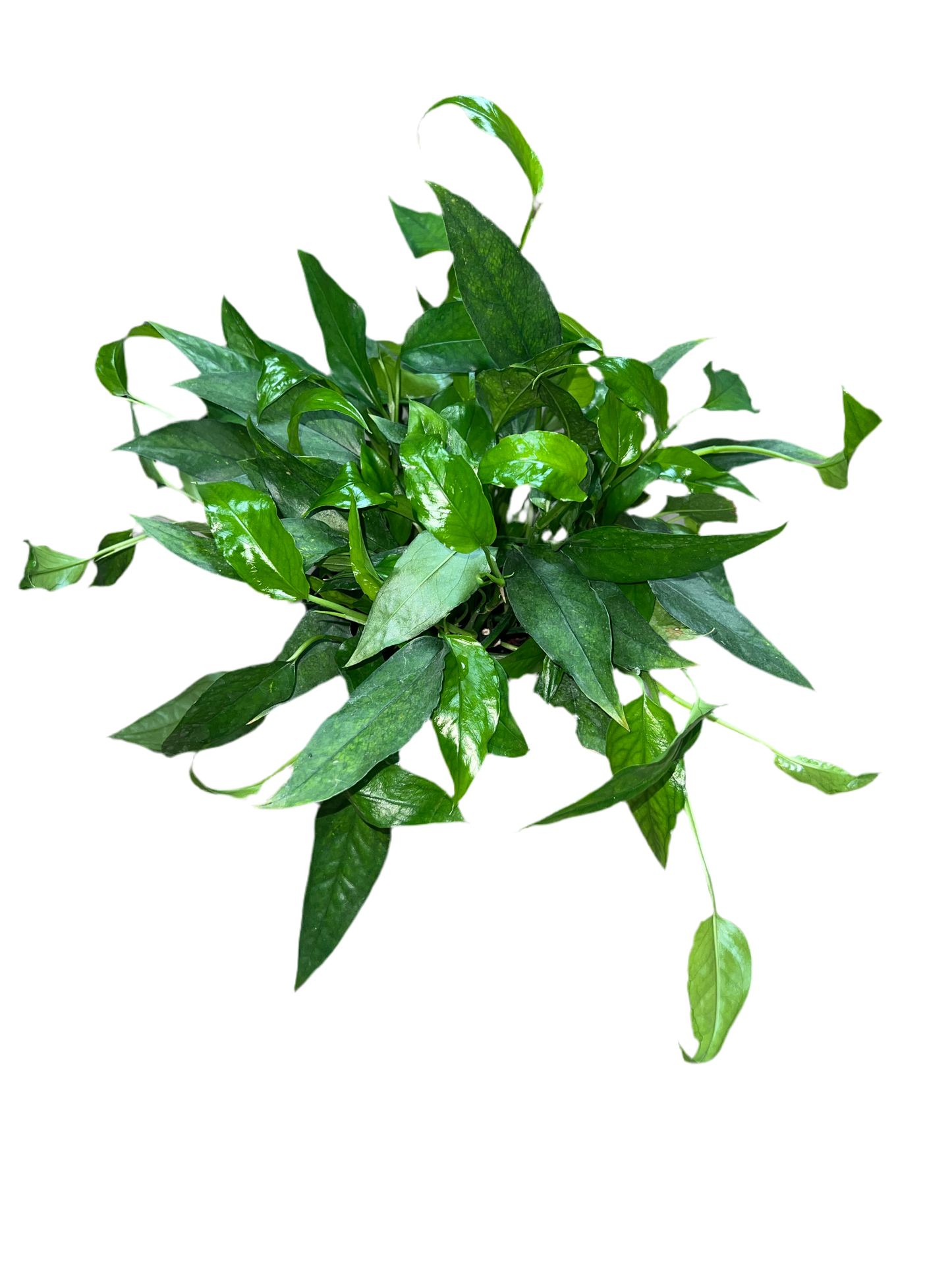 Philodendron 'Skeleton Key' 6"