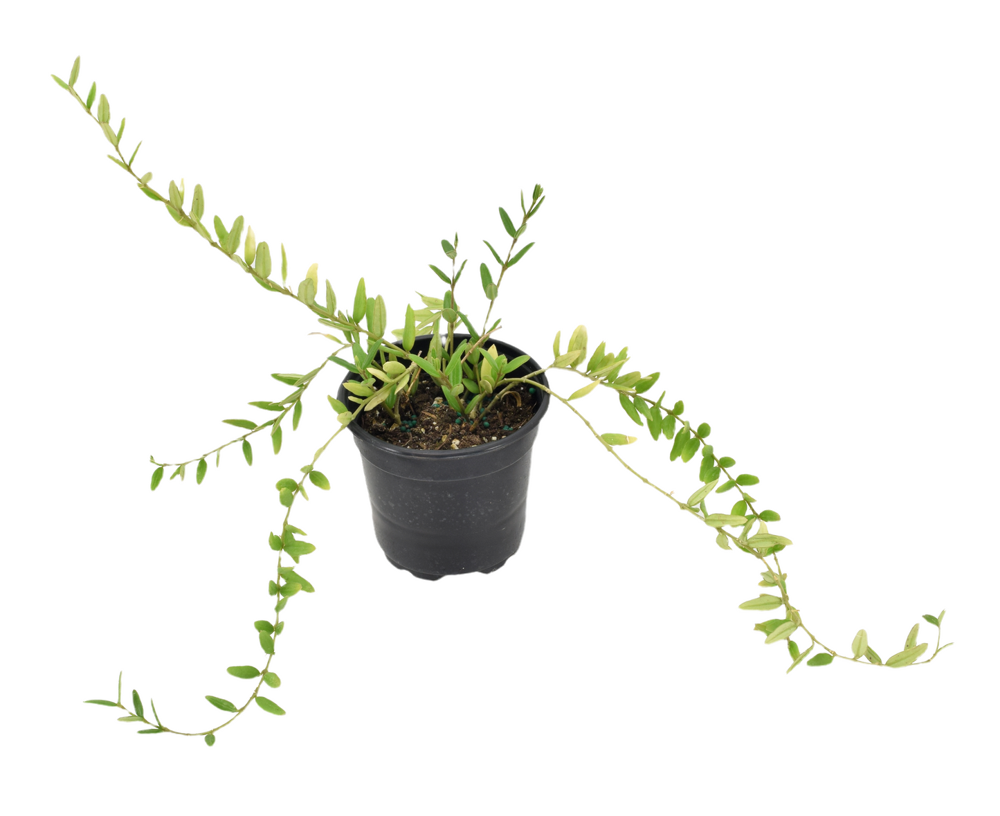 Hoya Engleriana 4 inch Grower Pot