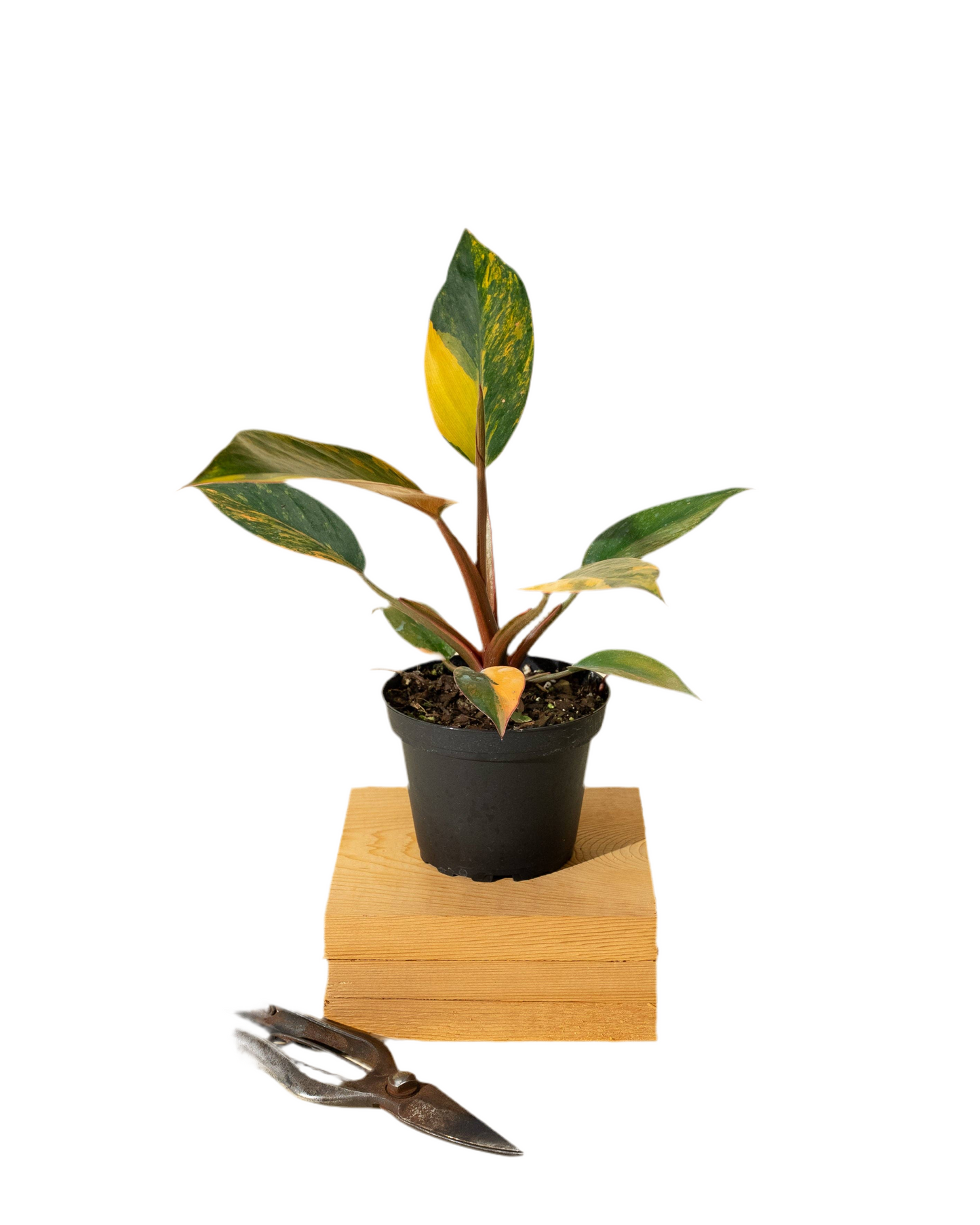 Philodendron Red Congo Variegated 'Red Hot' 4”