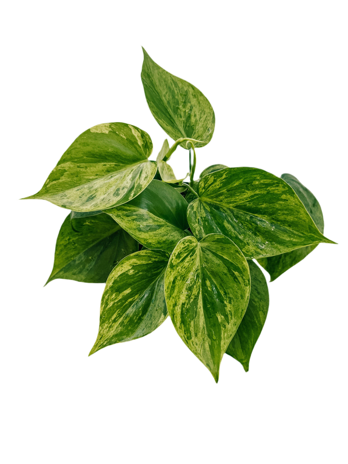 Variegated Philodendron Hederaceum ‘Heart Leaf’ 4”