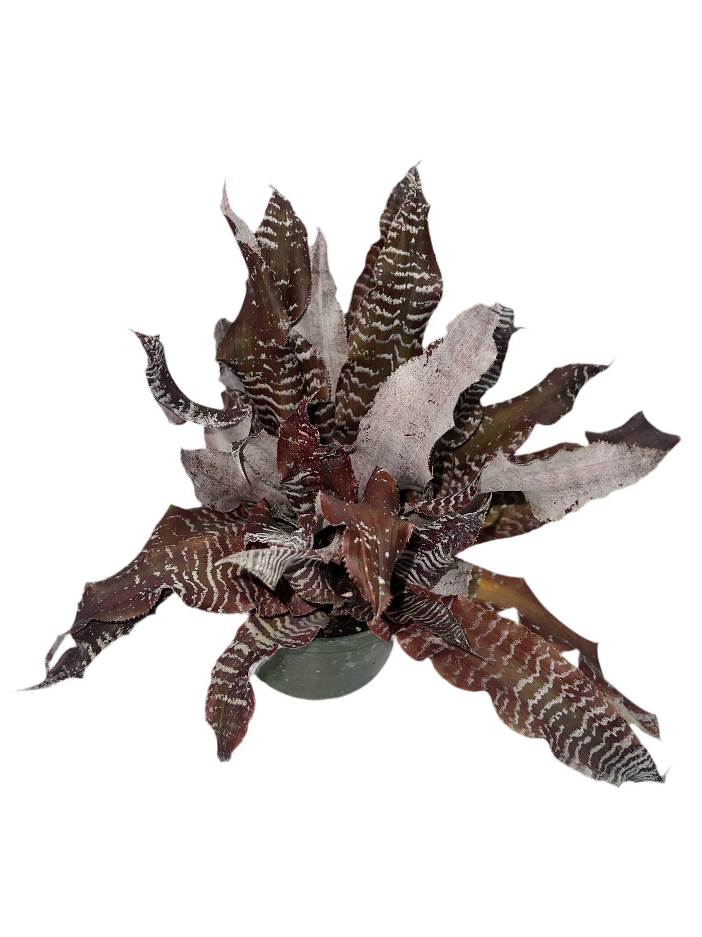 Cryptanthus 'Zebrinus' 6"
