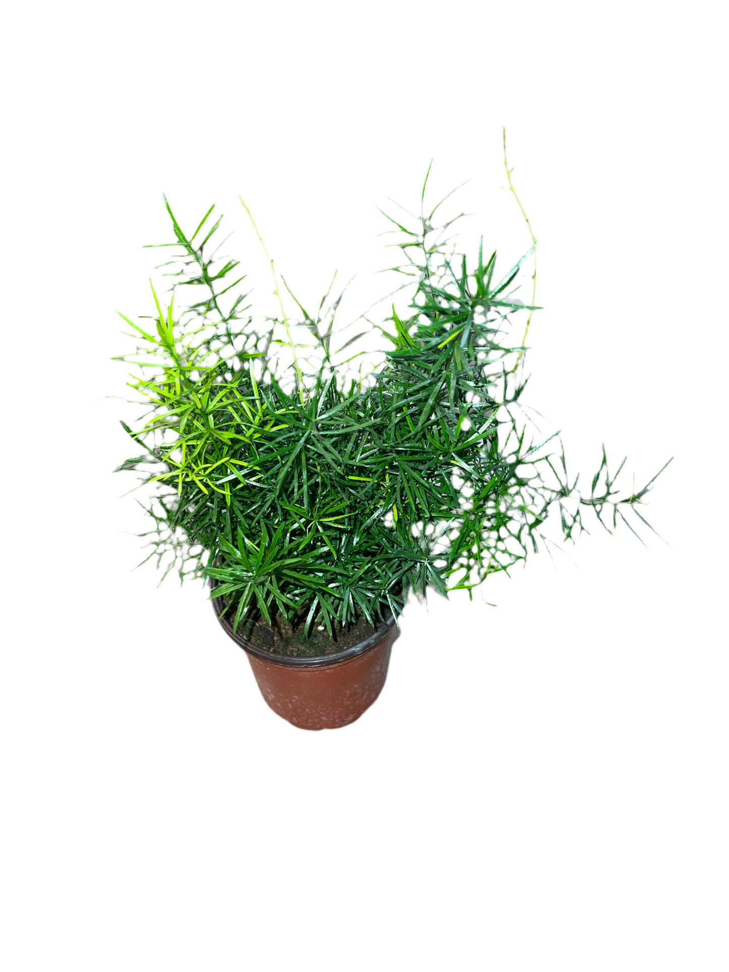 Fern 'Foxtail' 4"