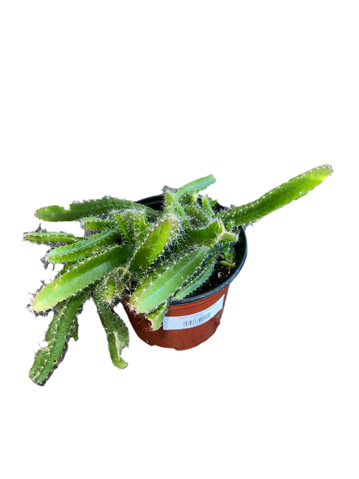 Cacti 'Dragon Fruit' 6"