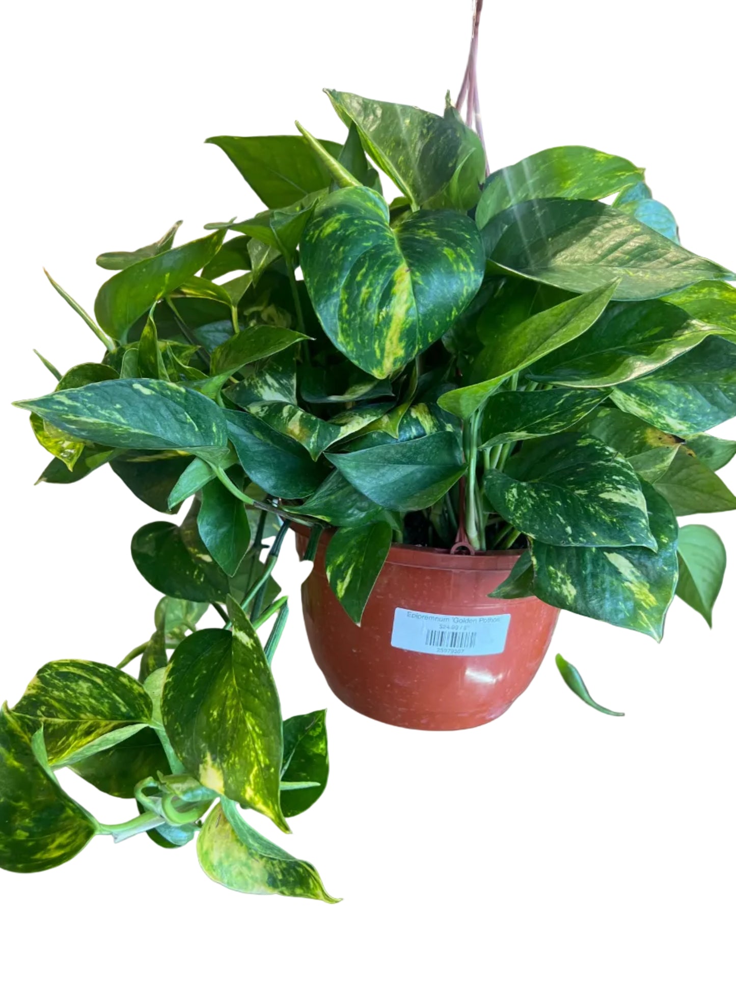 Epipremnum 'Golden Pothos'
