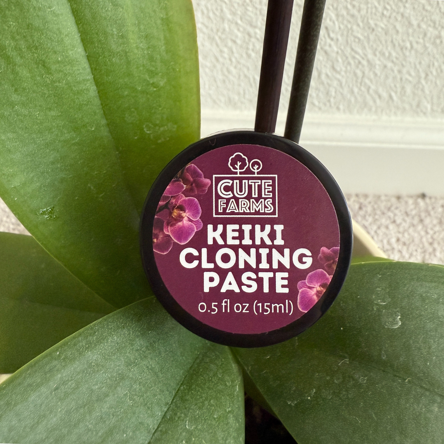 Keiki Cloning Paste for Orchids & Houseplants