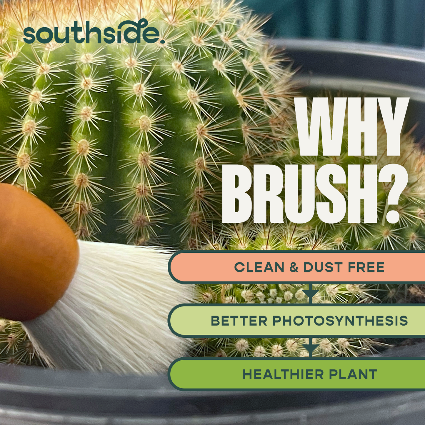 Cactus Dusting Brush - 2 pack