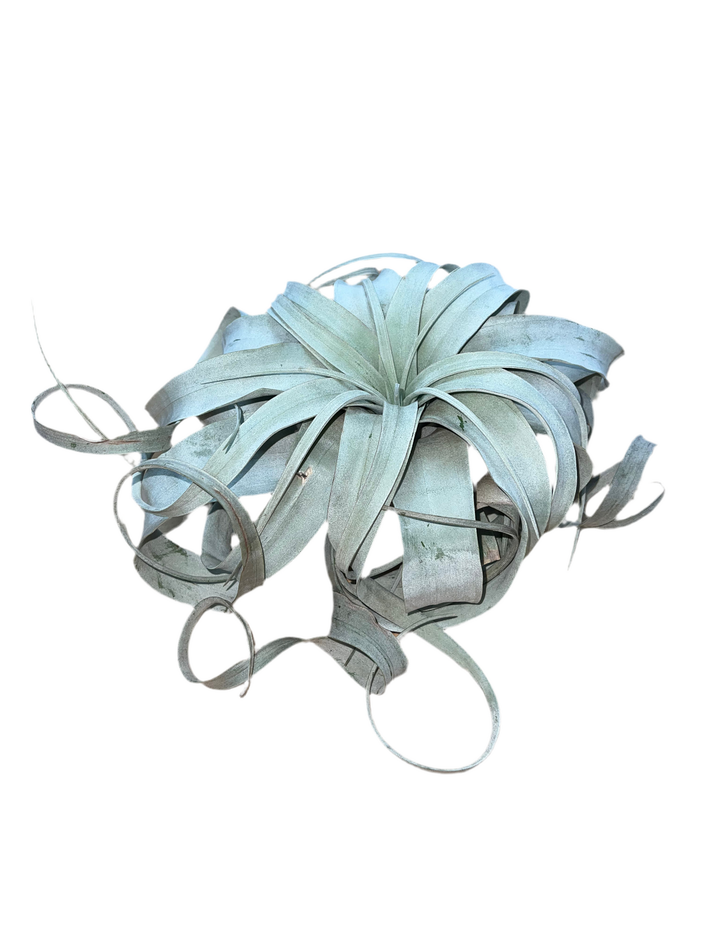 Tillandsia Xerographica