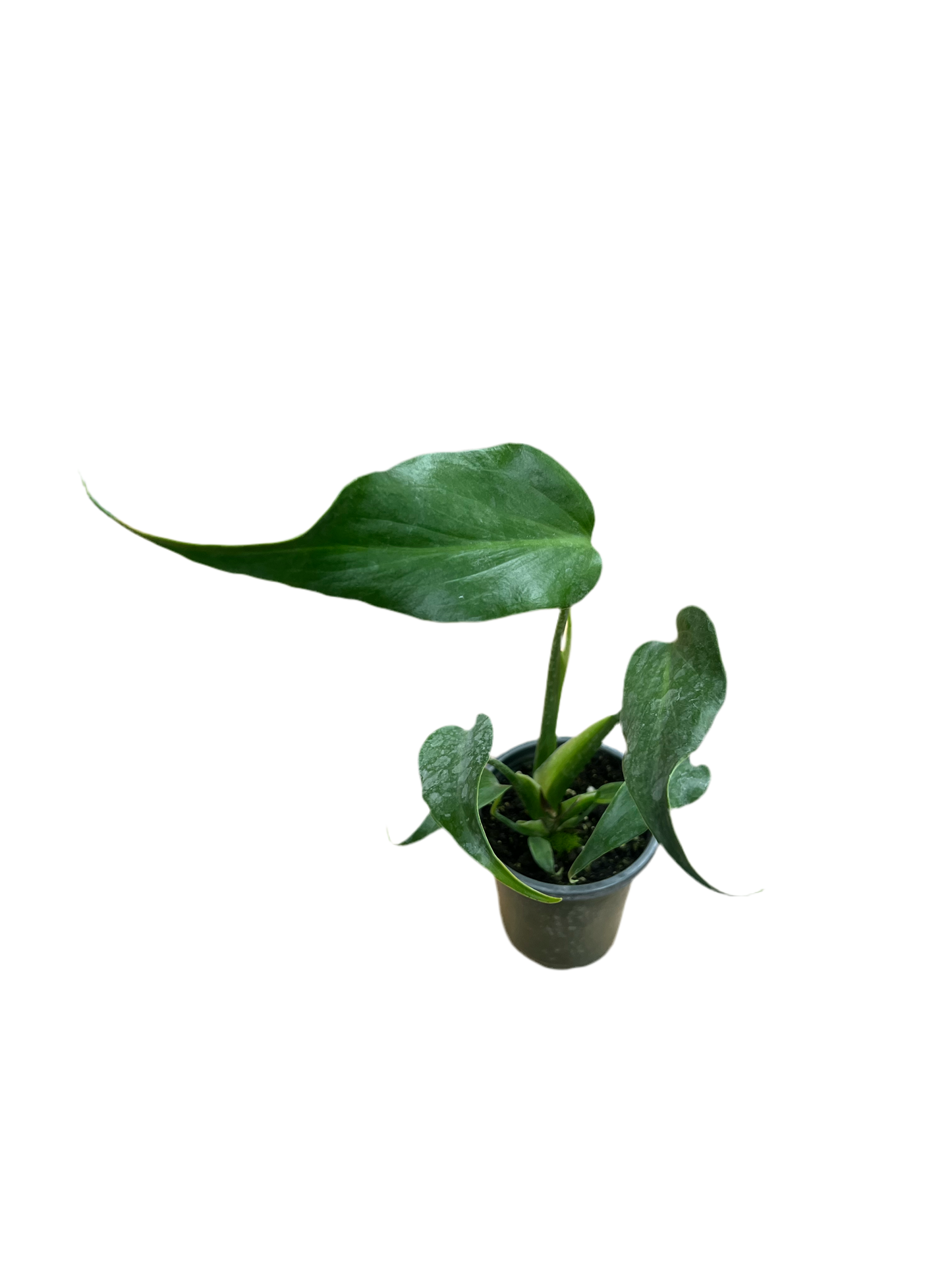 Monstera 'Burle Marx Flame' 4"