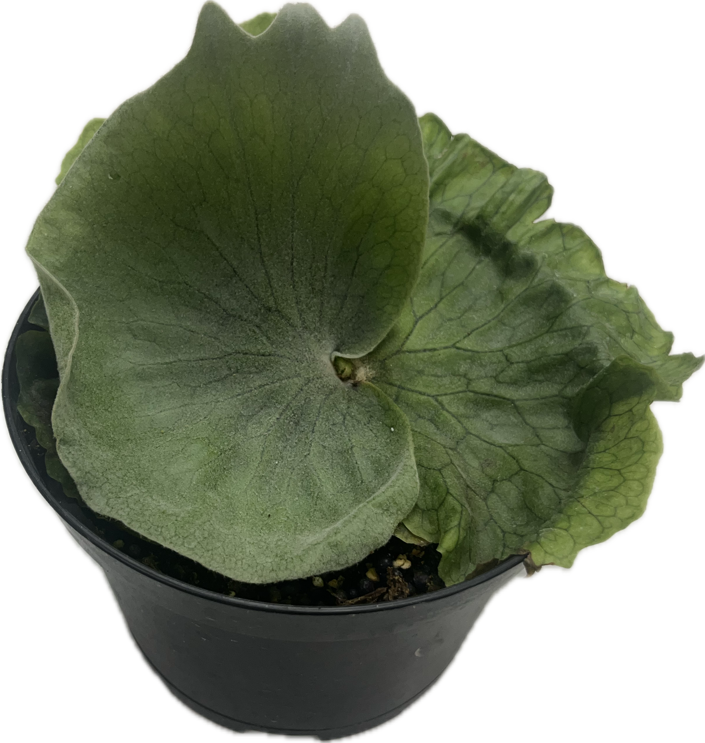 Staghorn Fern 'Superbum' 6"