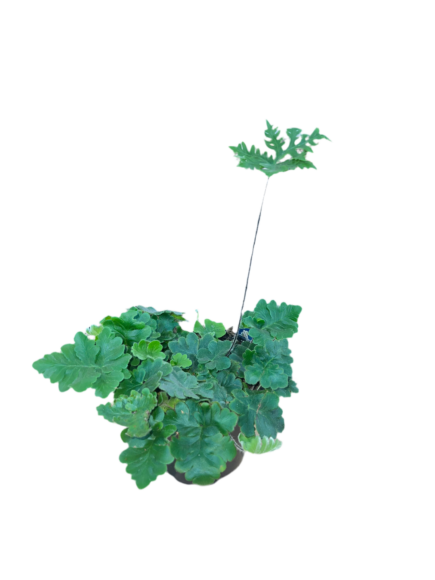 Fern 'Antenna' 4"