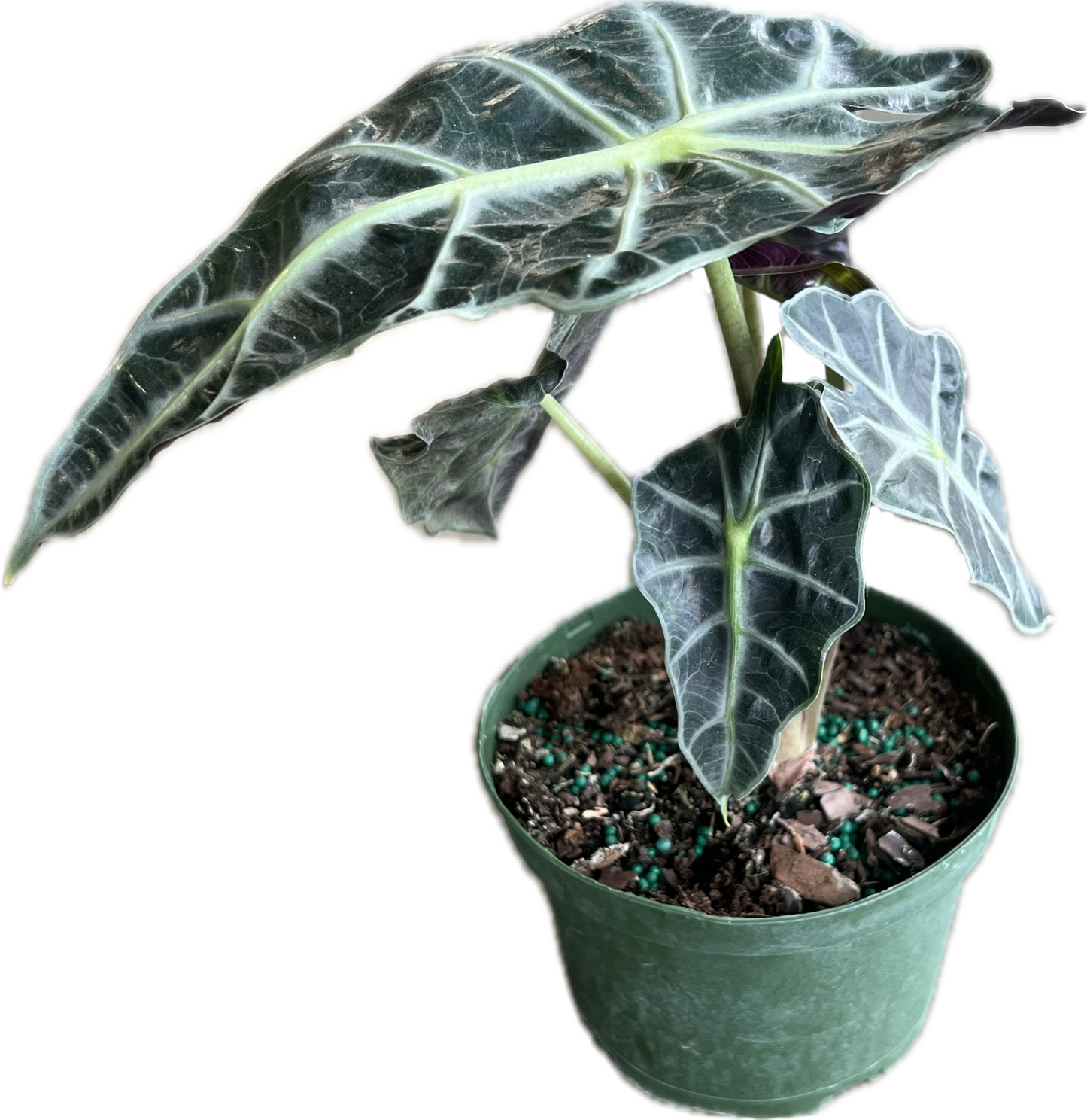 Alocasia 'Polly'