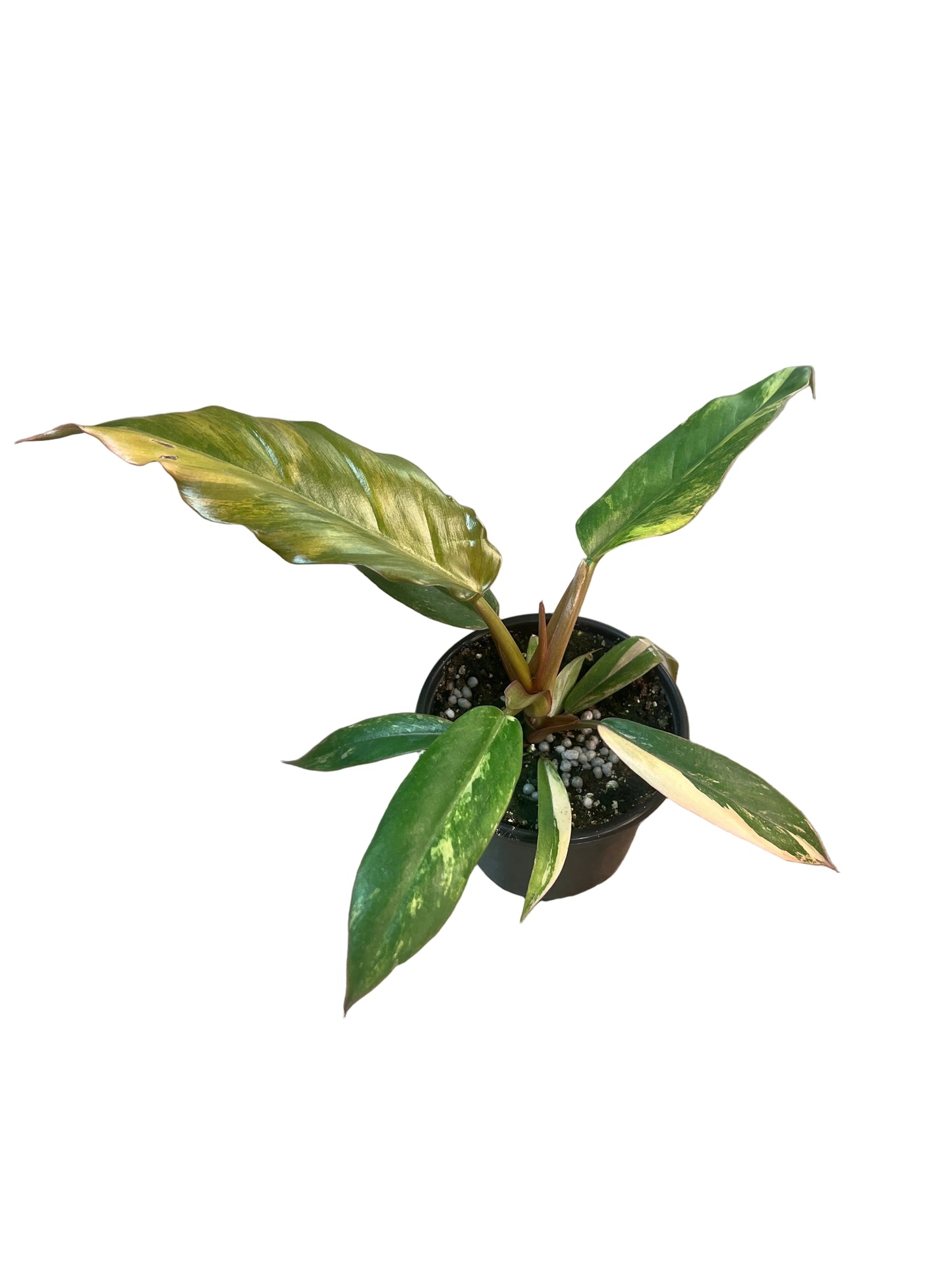 Philodendron Caramel Marble RAFFLE ENTRY