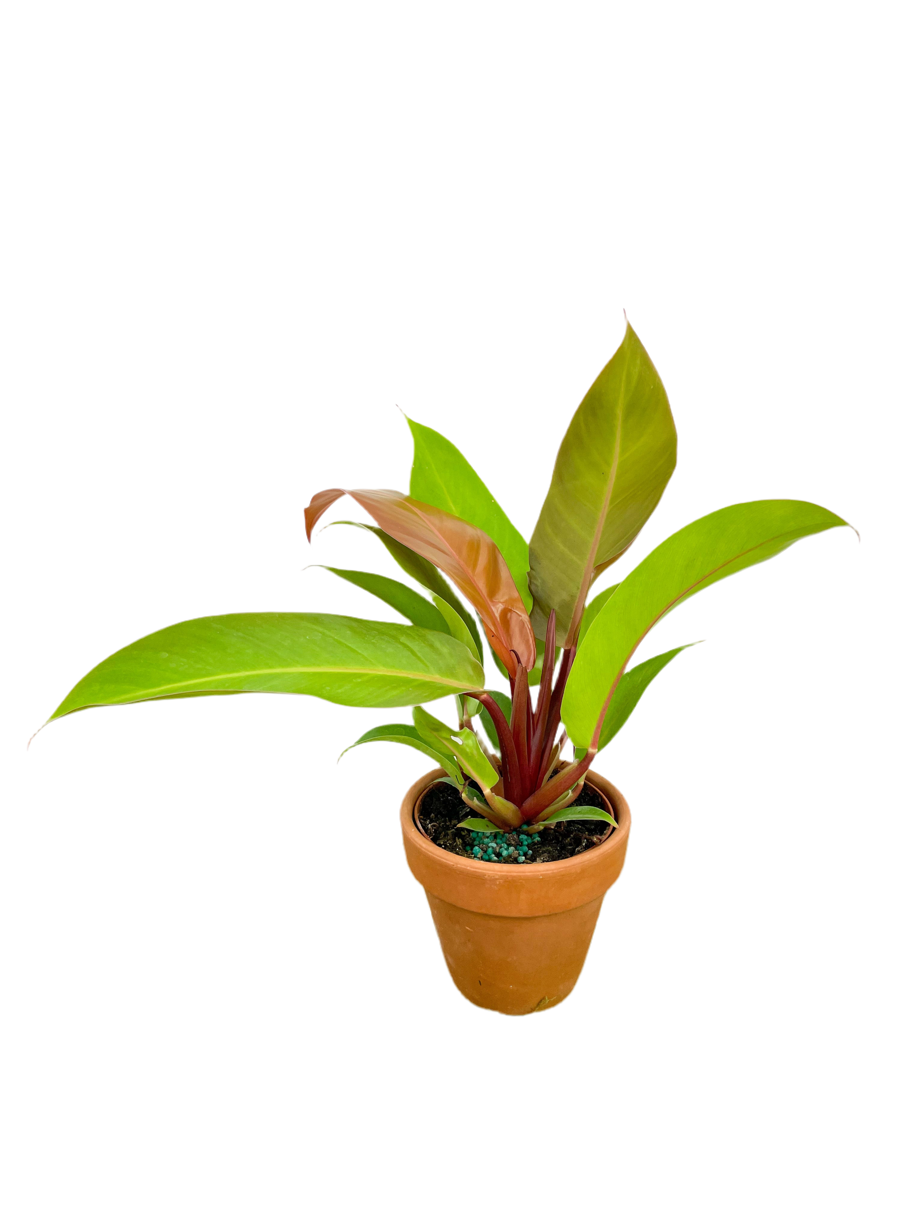 orange philodendron for sale Philodendron 'Prince of Orange’ 6”
