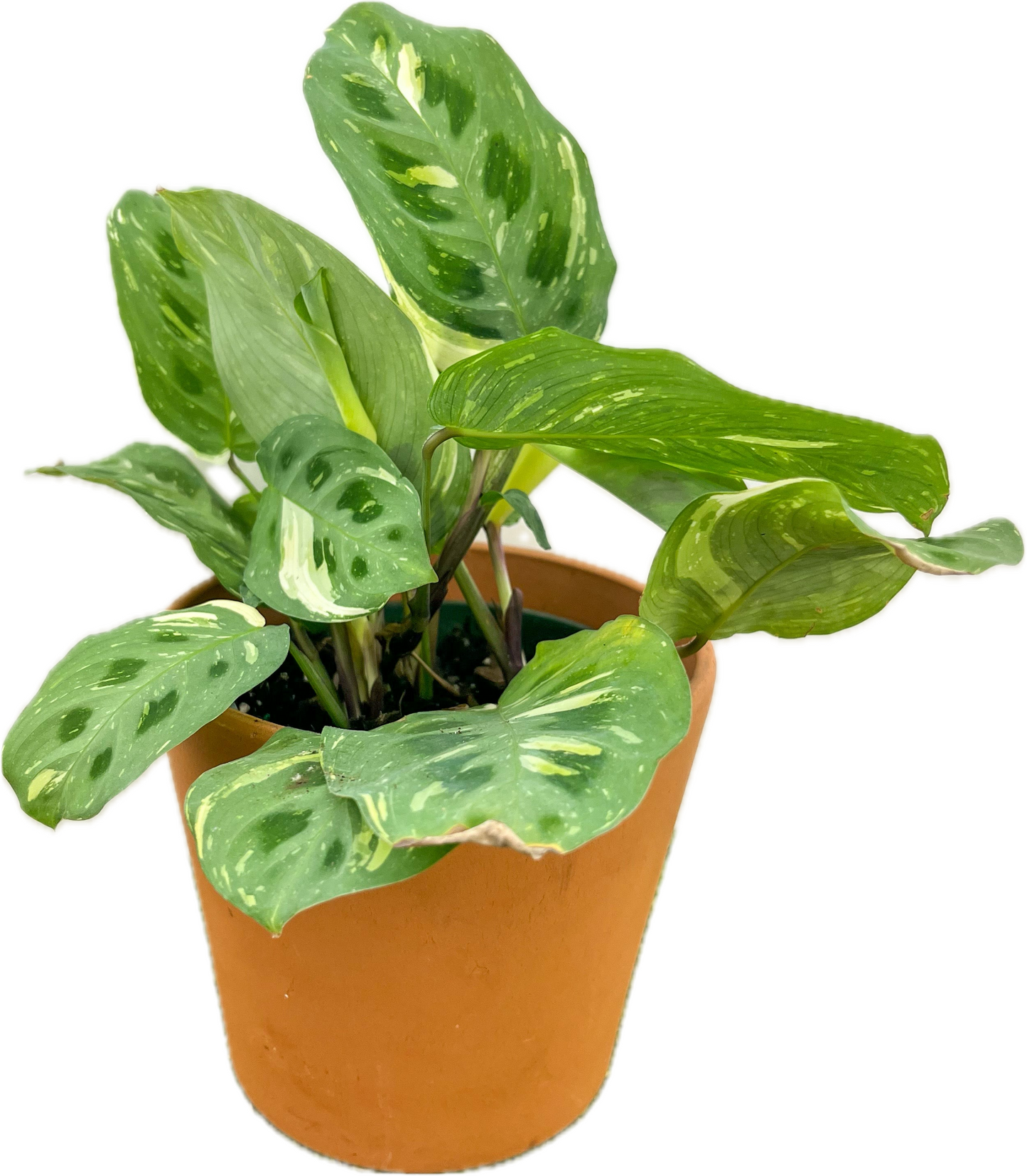 Maranta 'Beauty Kim'