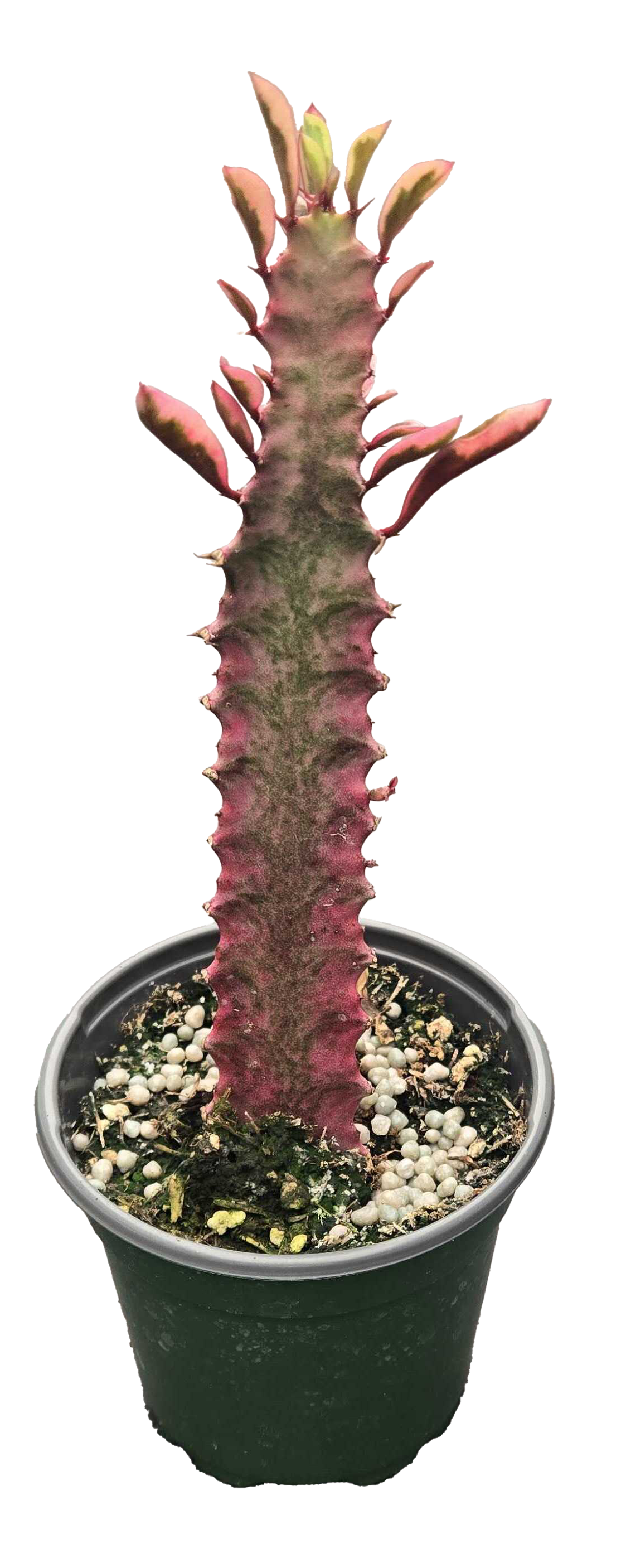Euphorbia ‘Trigona Royal Red’ 4”