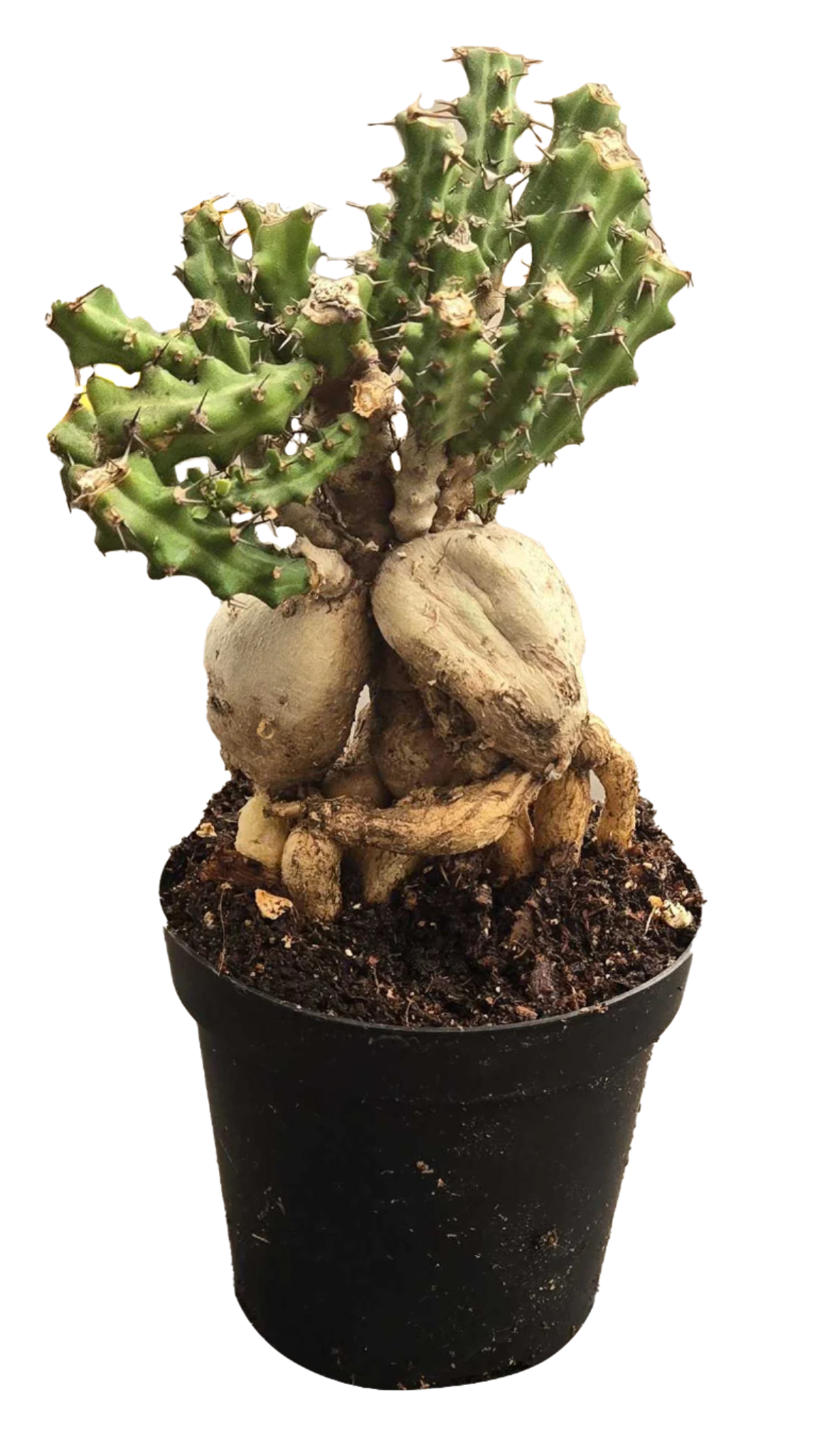 Euphorbia ‘Knuthii’ 4”