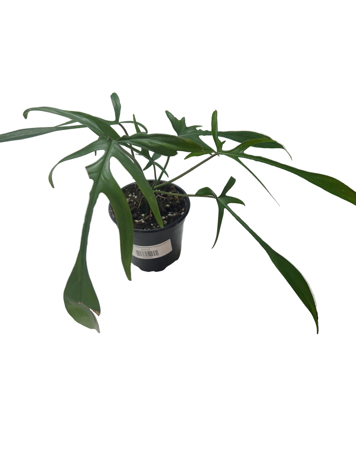 Philodendron Florida Beauty x Polypodioides 4"