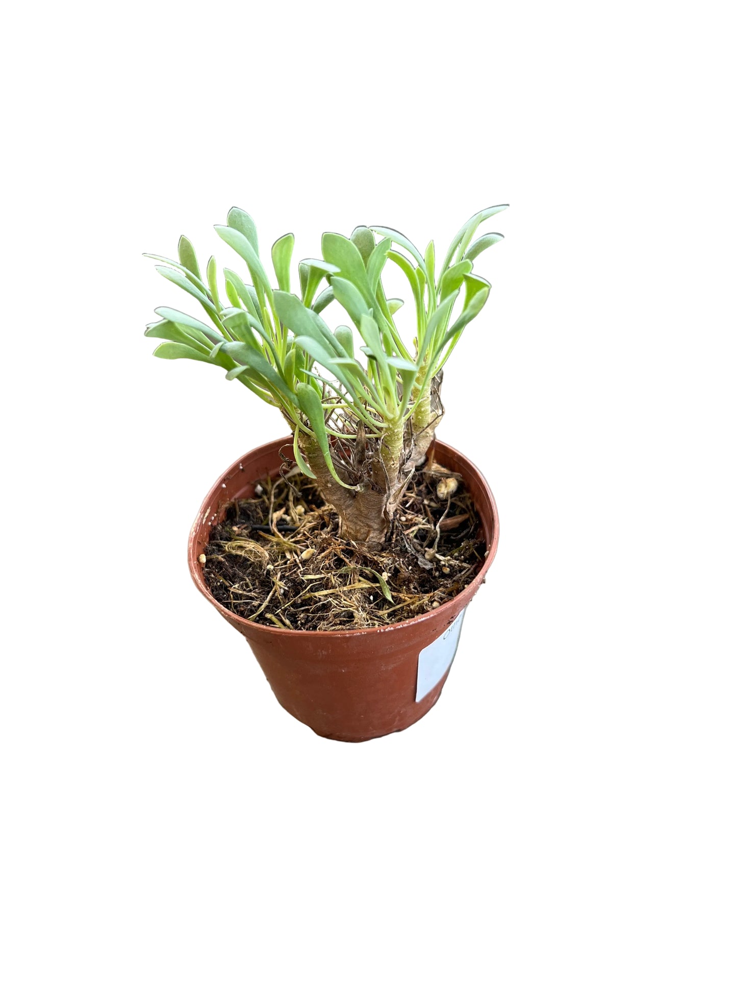 Othonna 'Euphorbioides' 3"