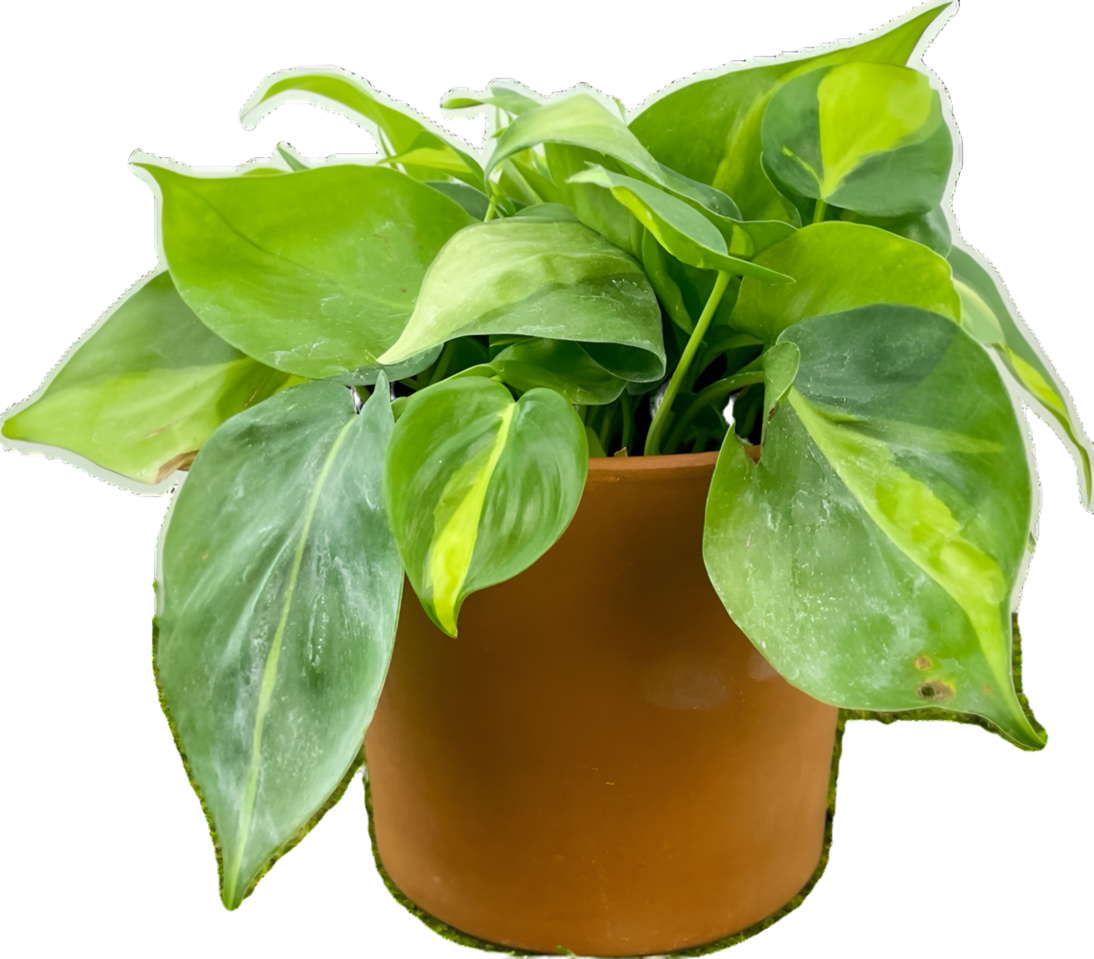 Philodendron 'Brazil'  The Plant Room