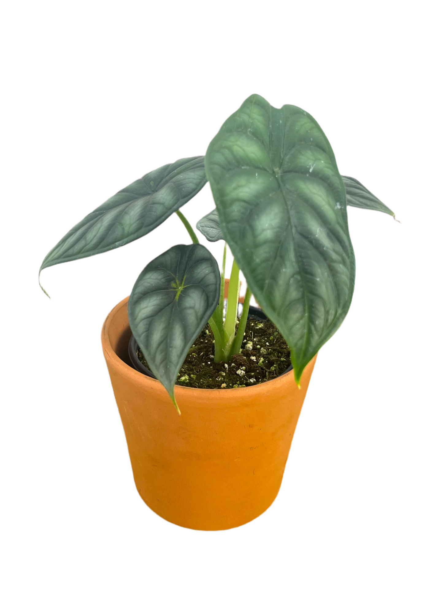 Alocasia 'Dragon Scale' 4"