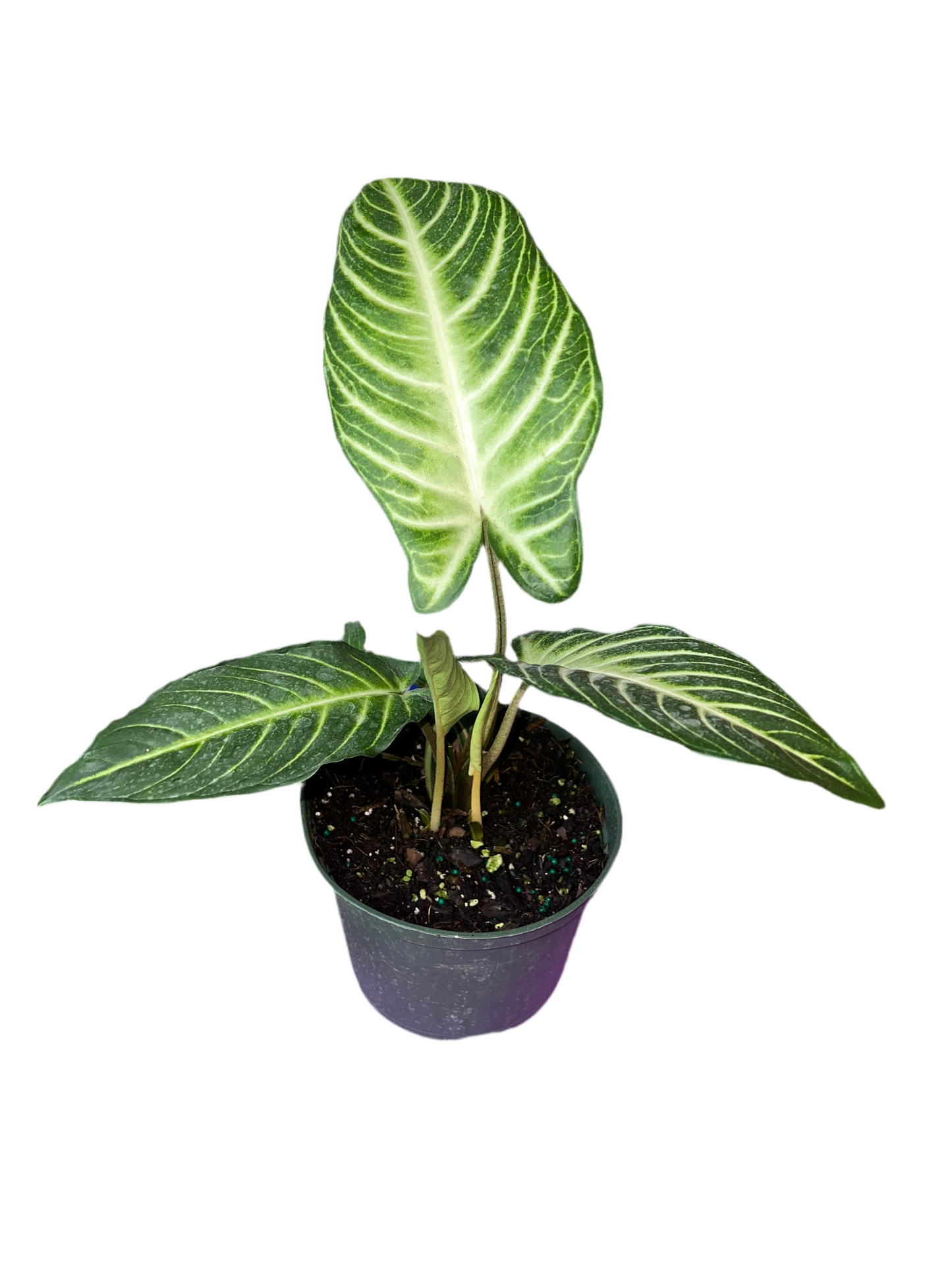 Xanthosoma ‘Lindenii’ 6”