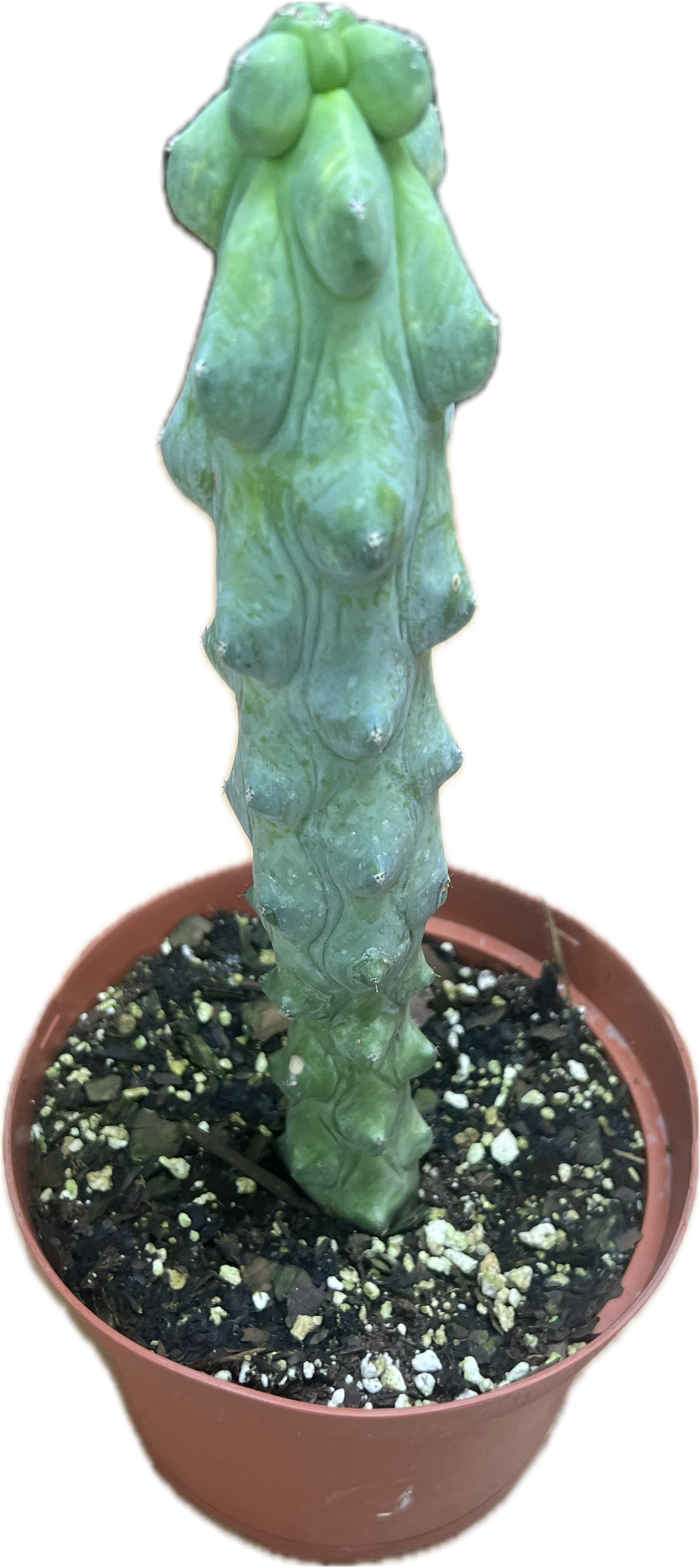 booby succulent Boobie Cactus 6”