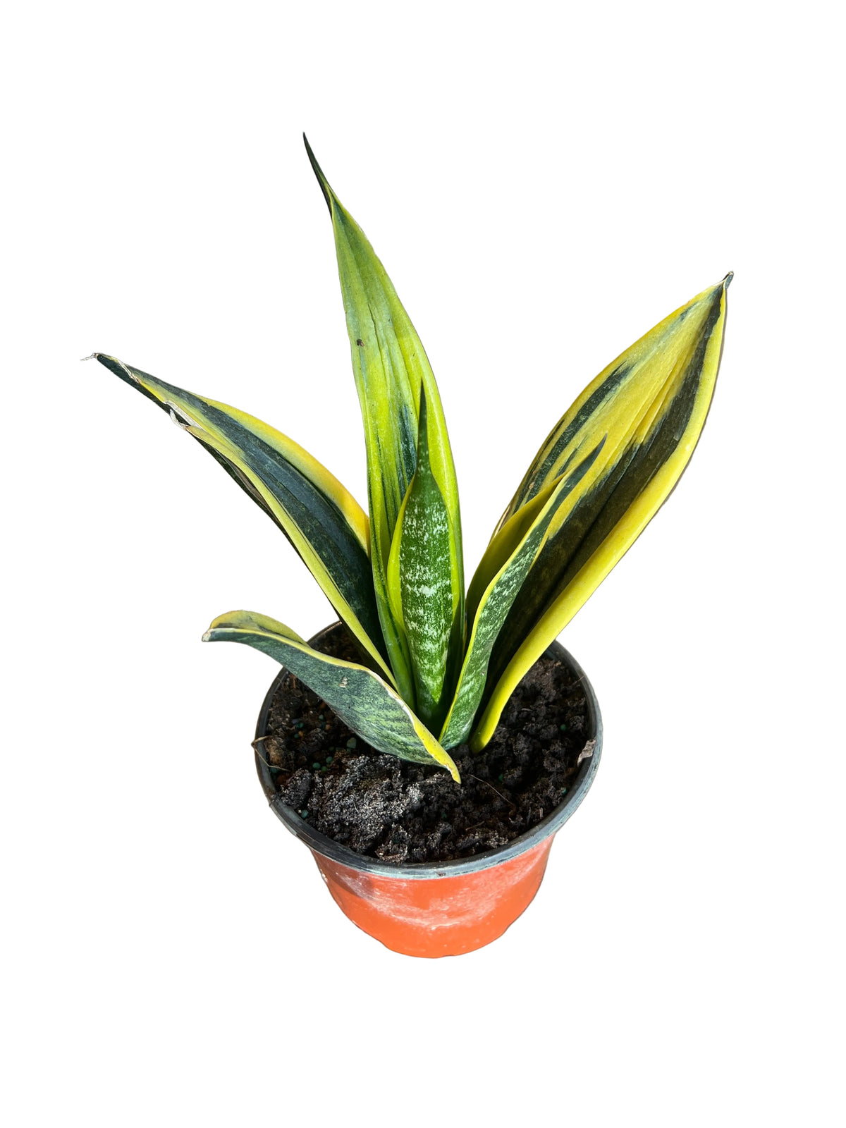 Sansevieria ‘Gold Flame’ 6”