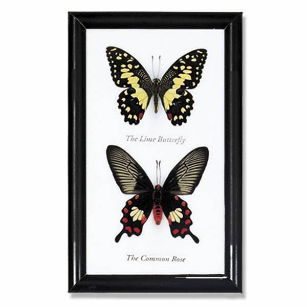 Butterfly Specimens Framed - BTF2
