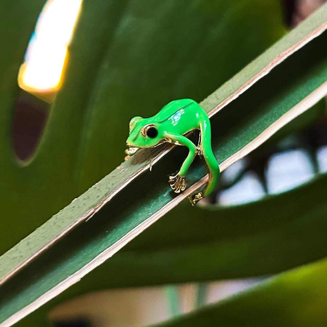 Frog Rings